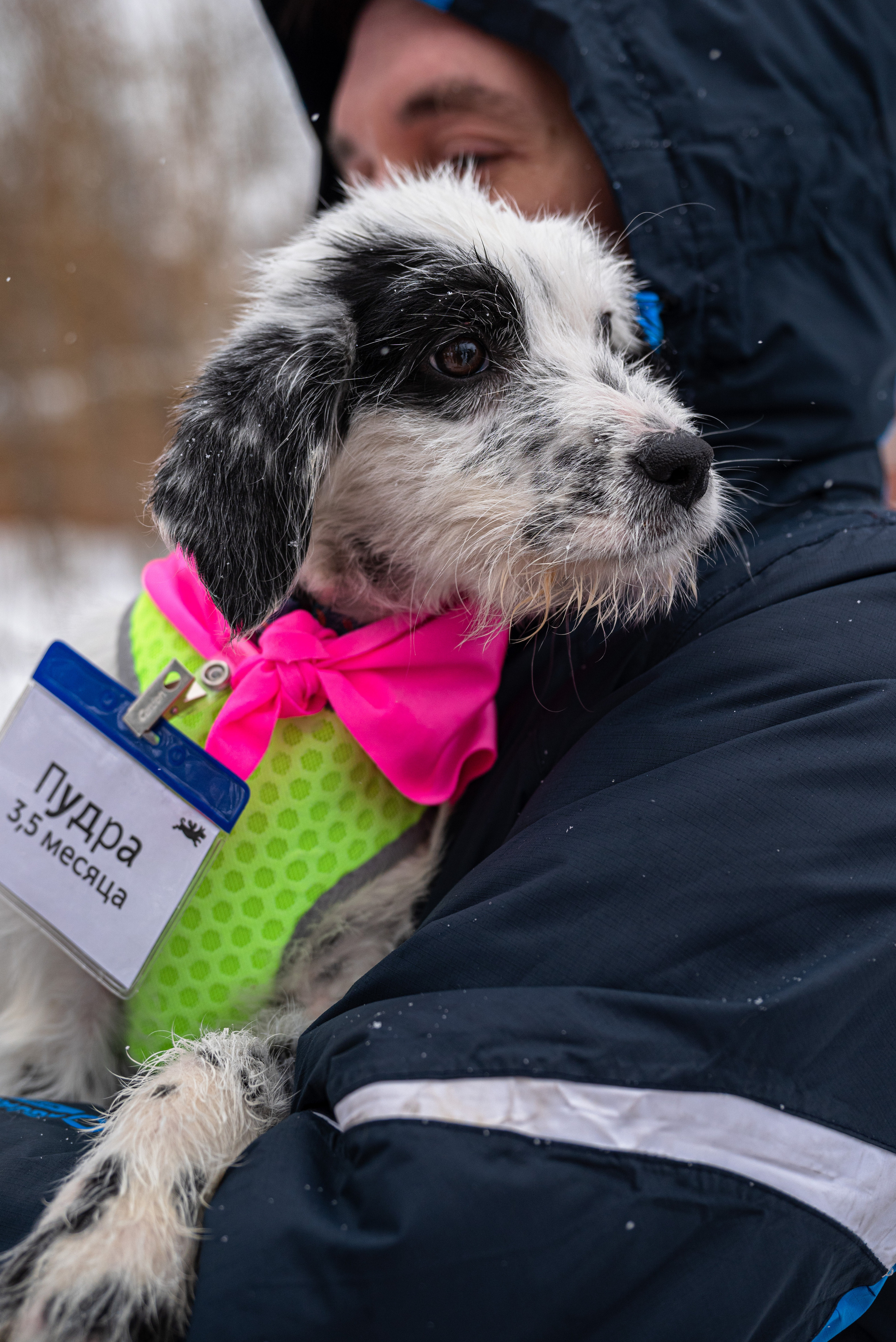 Всем по собаке. Фотограф Дарья Сафонова Dashulkacss