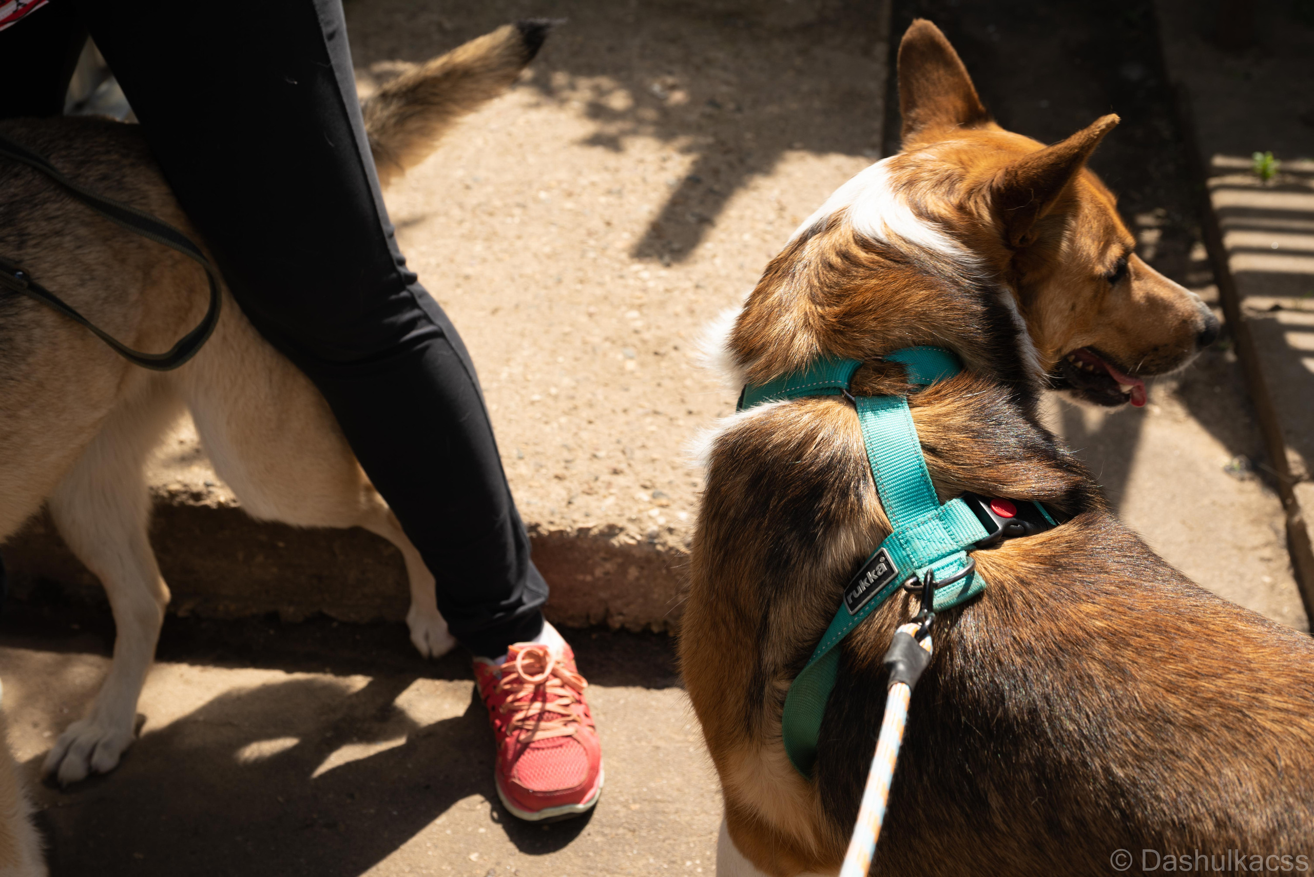 Выезд в приют. Фотограф Дарья Сафонова Dashulkacss