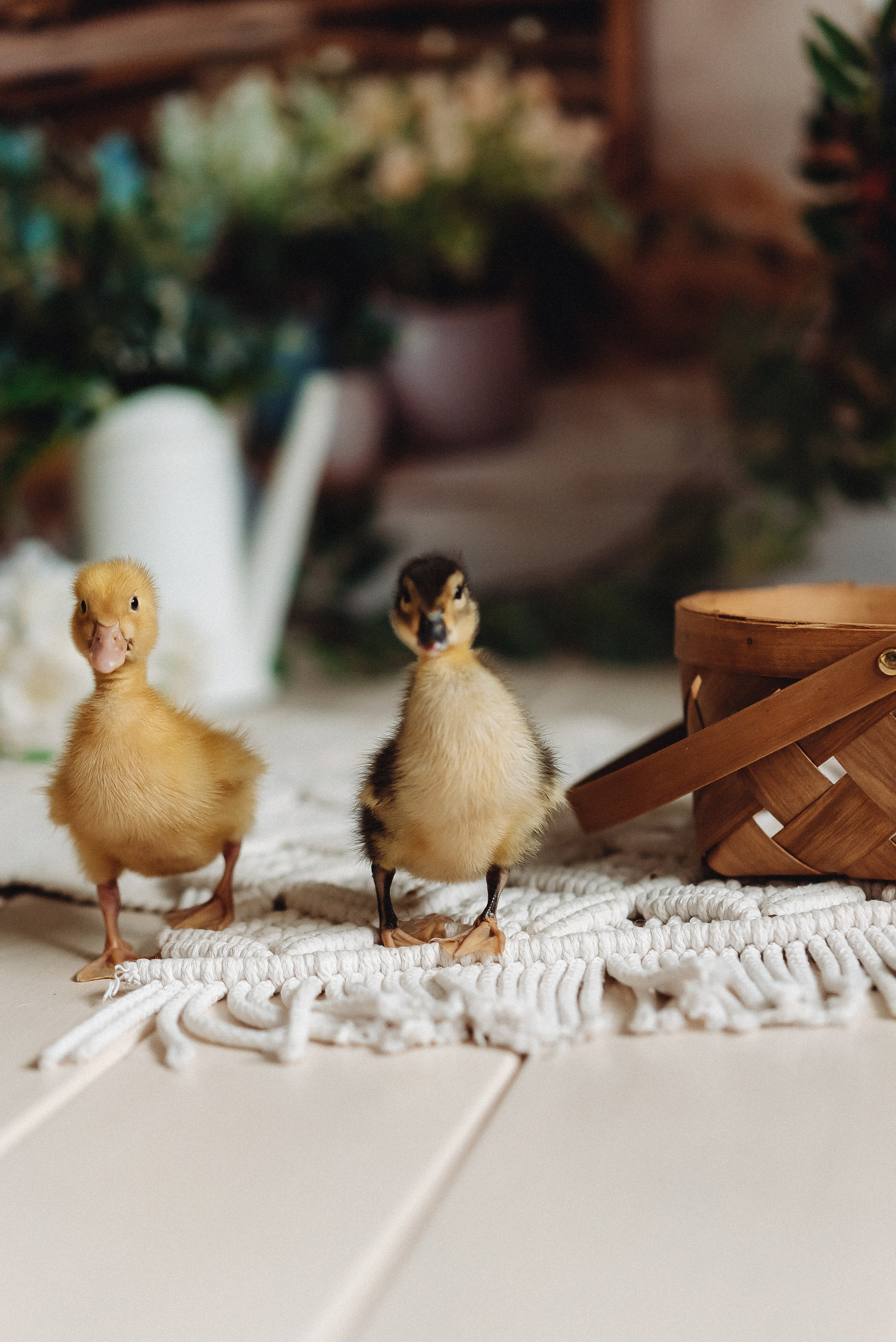 Тематические мини фотосессии. Семейный и контент фотограф в Красноярске Власова Екатерина