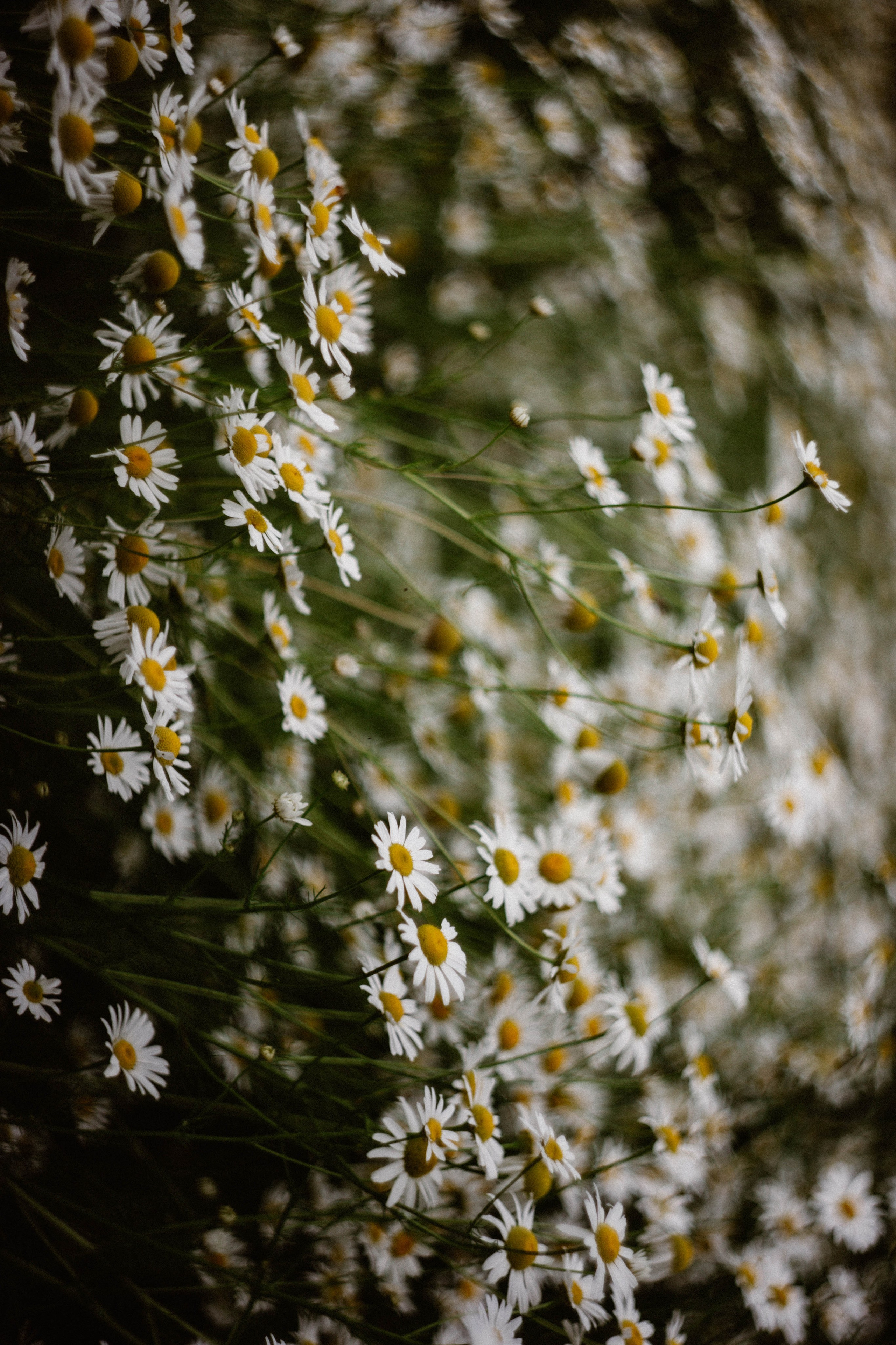 Надя в ромашках. Фотограф в Нижнем Новгороде