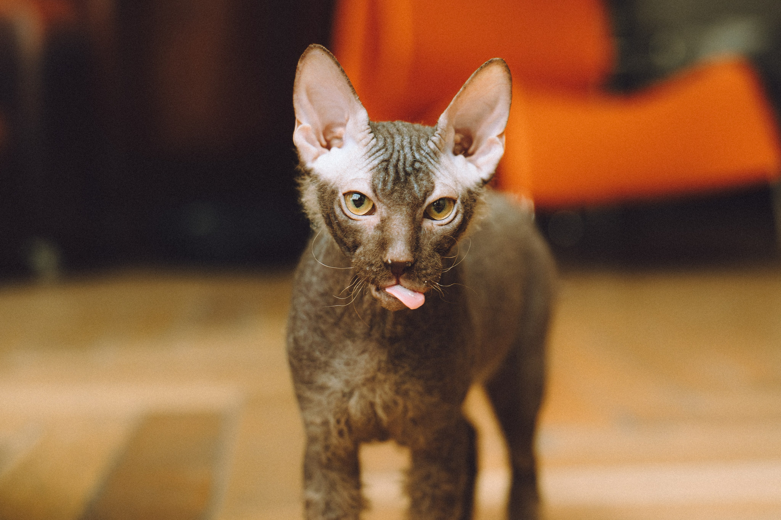 Кокос, Света, Динара и Вилли