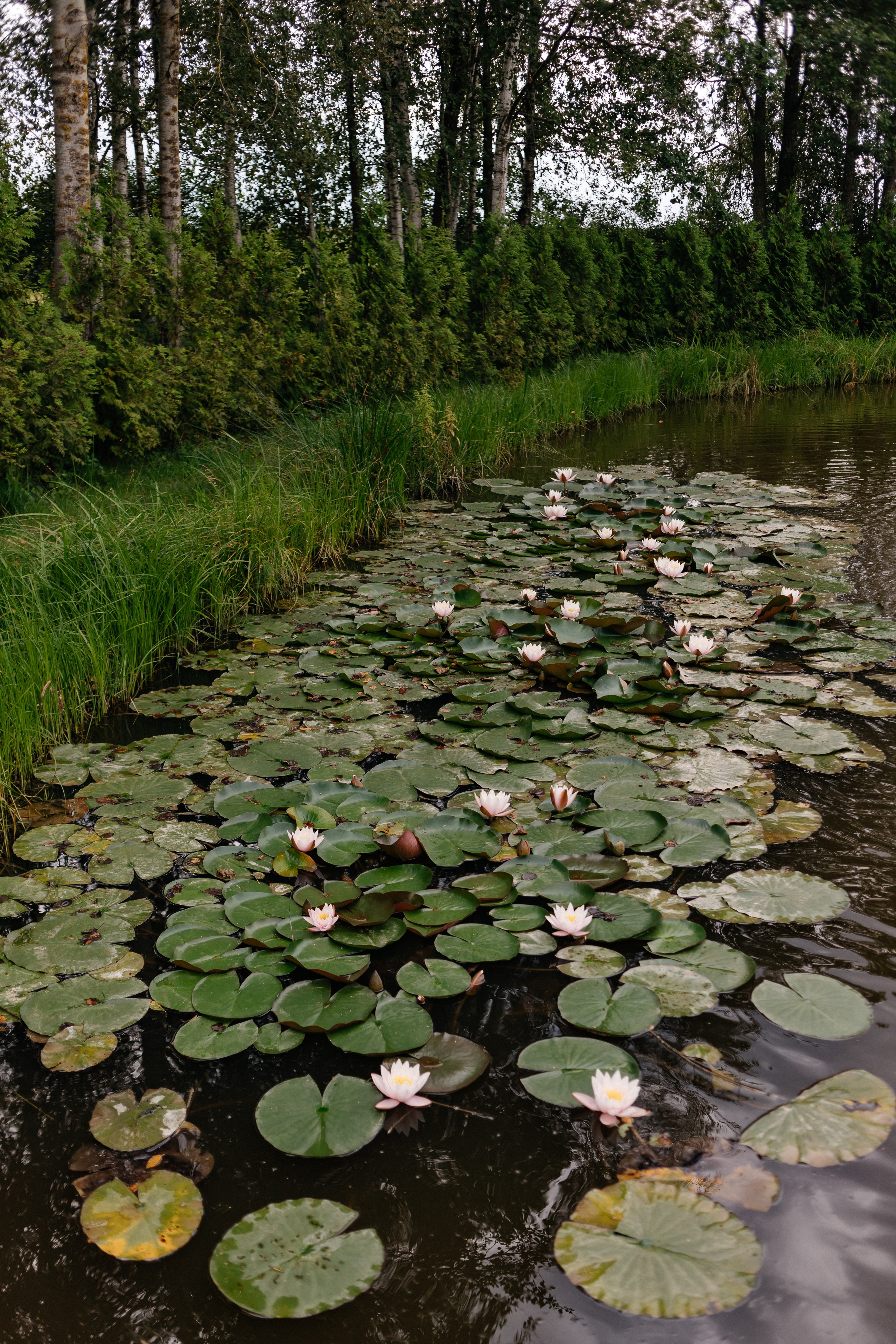 Наташа и Леша. Свадебный и семейный фотограф Юлия Виноградова