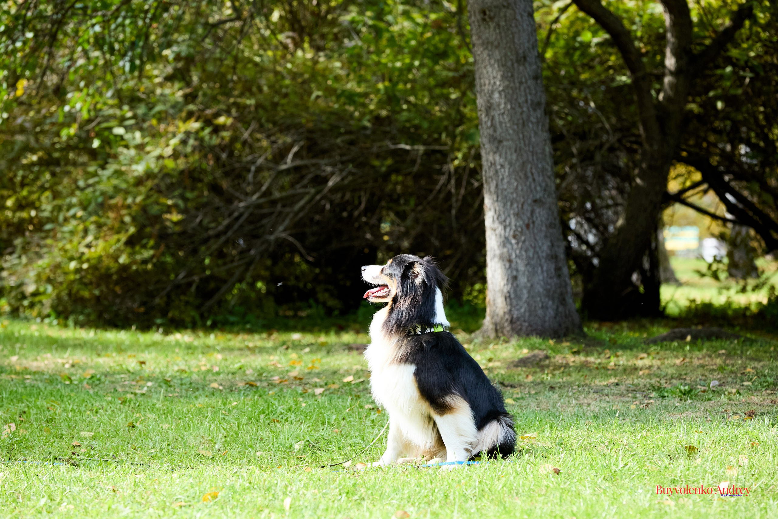 Басенджи и Аусси 21.09.2025. Buyvolenko Andrey