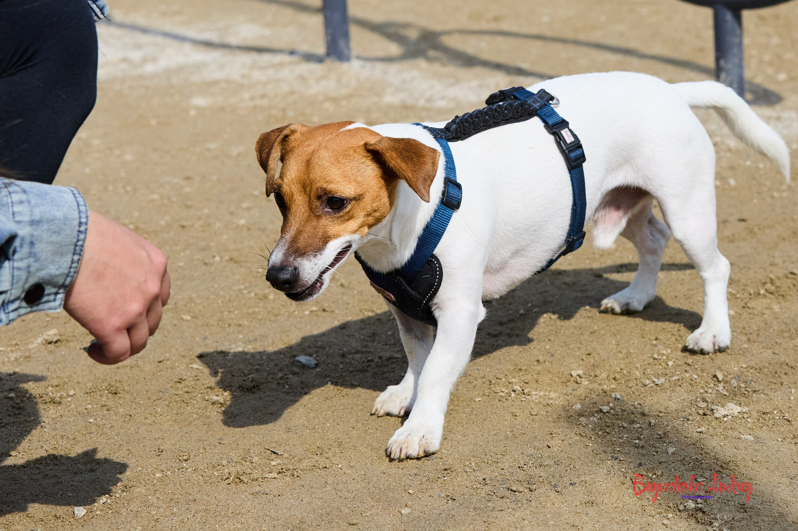 Проект фотопрогулка с хвостиком. Buyvolenko Andrey