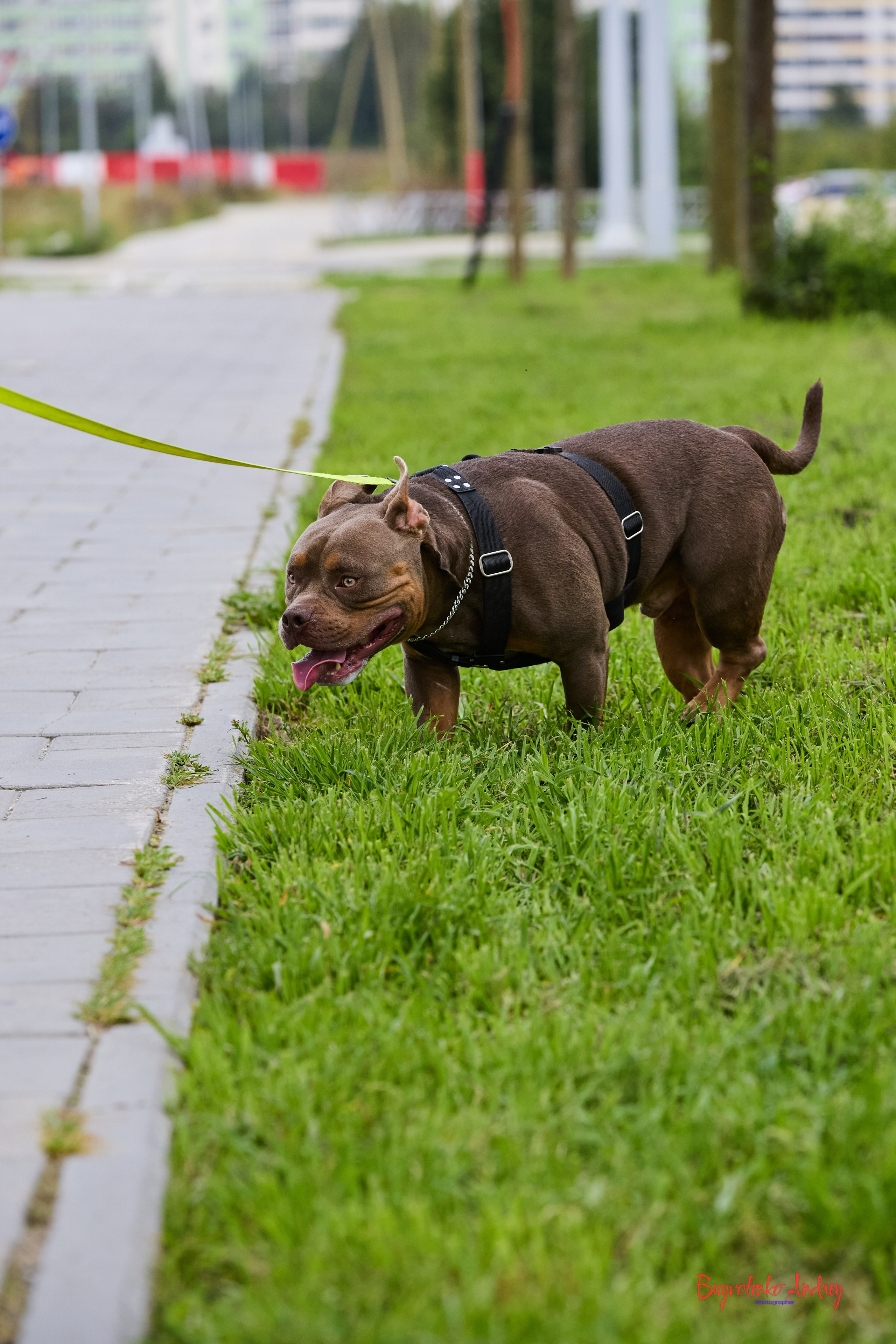 Проект фотопрогулка с хвостиком. Buyvolenko Andrey