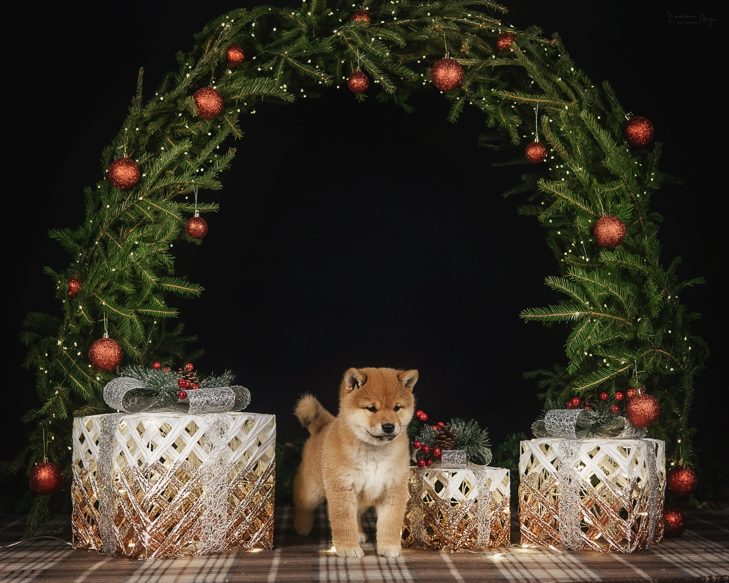 Фотодень_1 2025. Фотограф анималист Аня Ливанова | Рыбинск