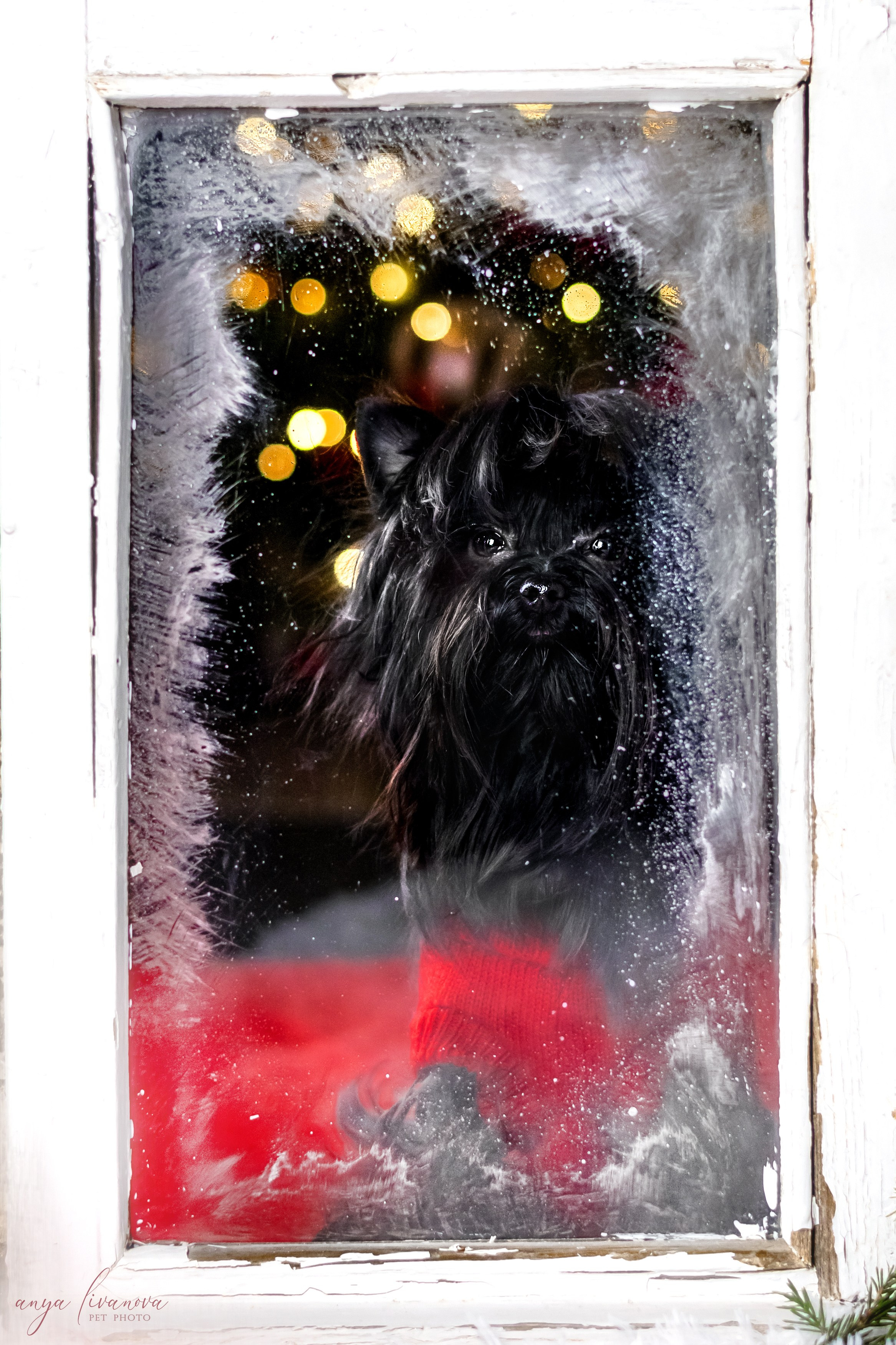 Окошко. Фотограф анималист Аня Ливанова | Рыбинск