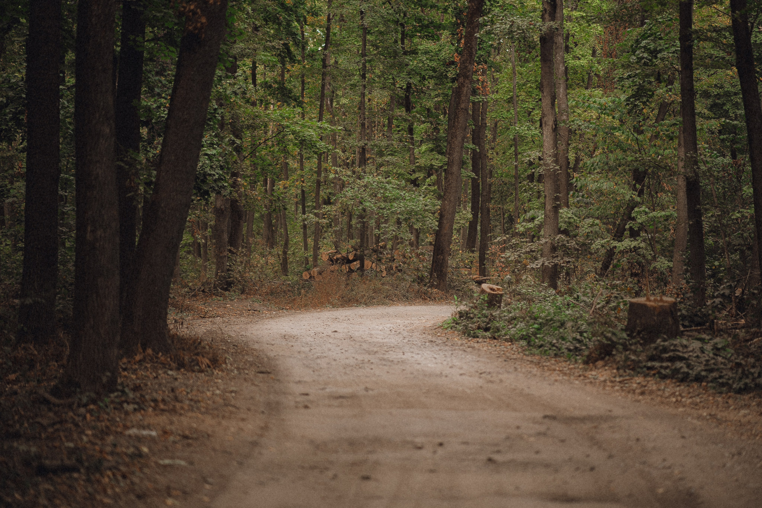 Лес. Фотограф Мария Зайчик