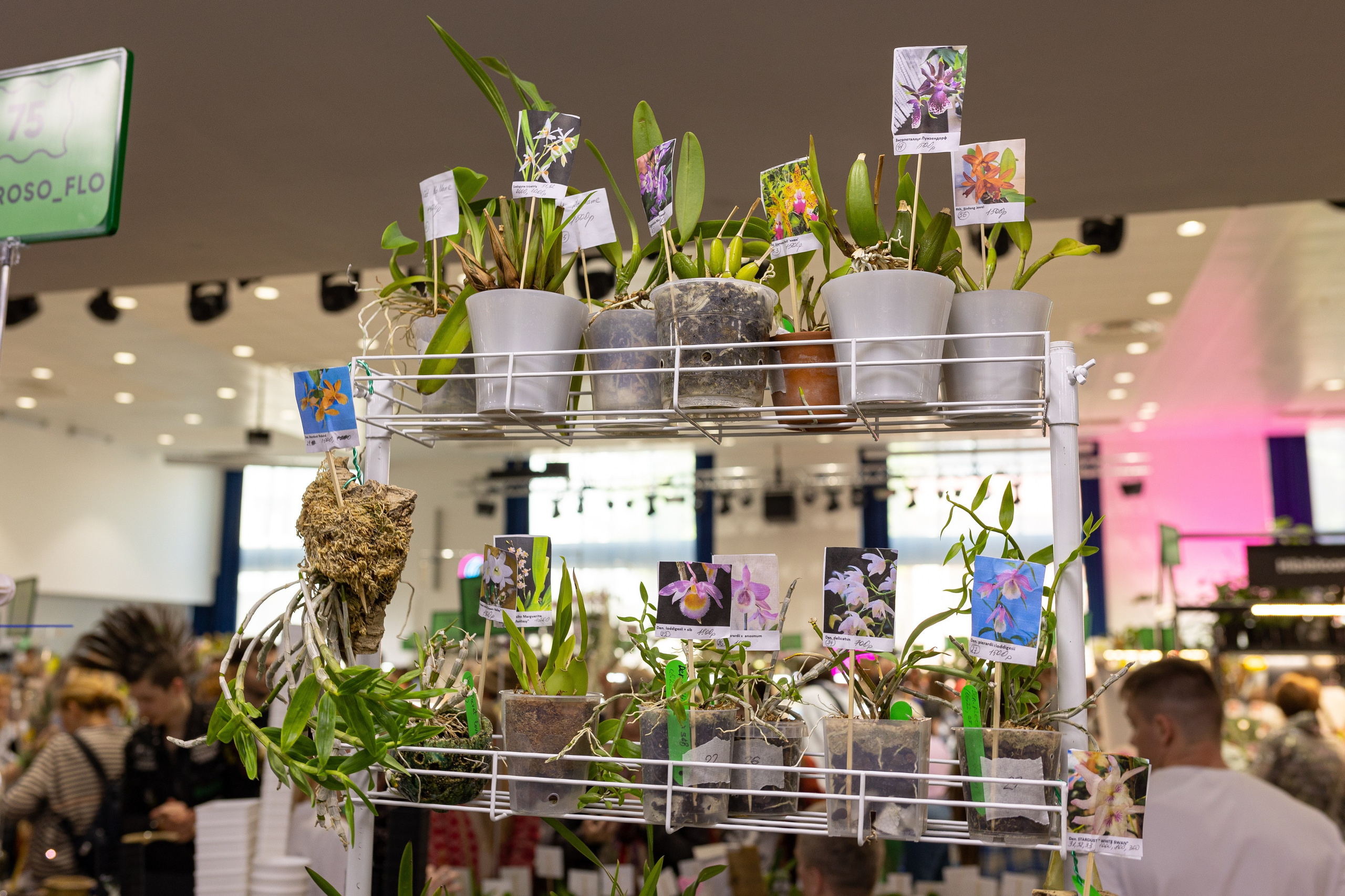 Орхидиум июнь 2024. Александра Куликова фотограф, Москва