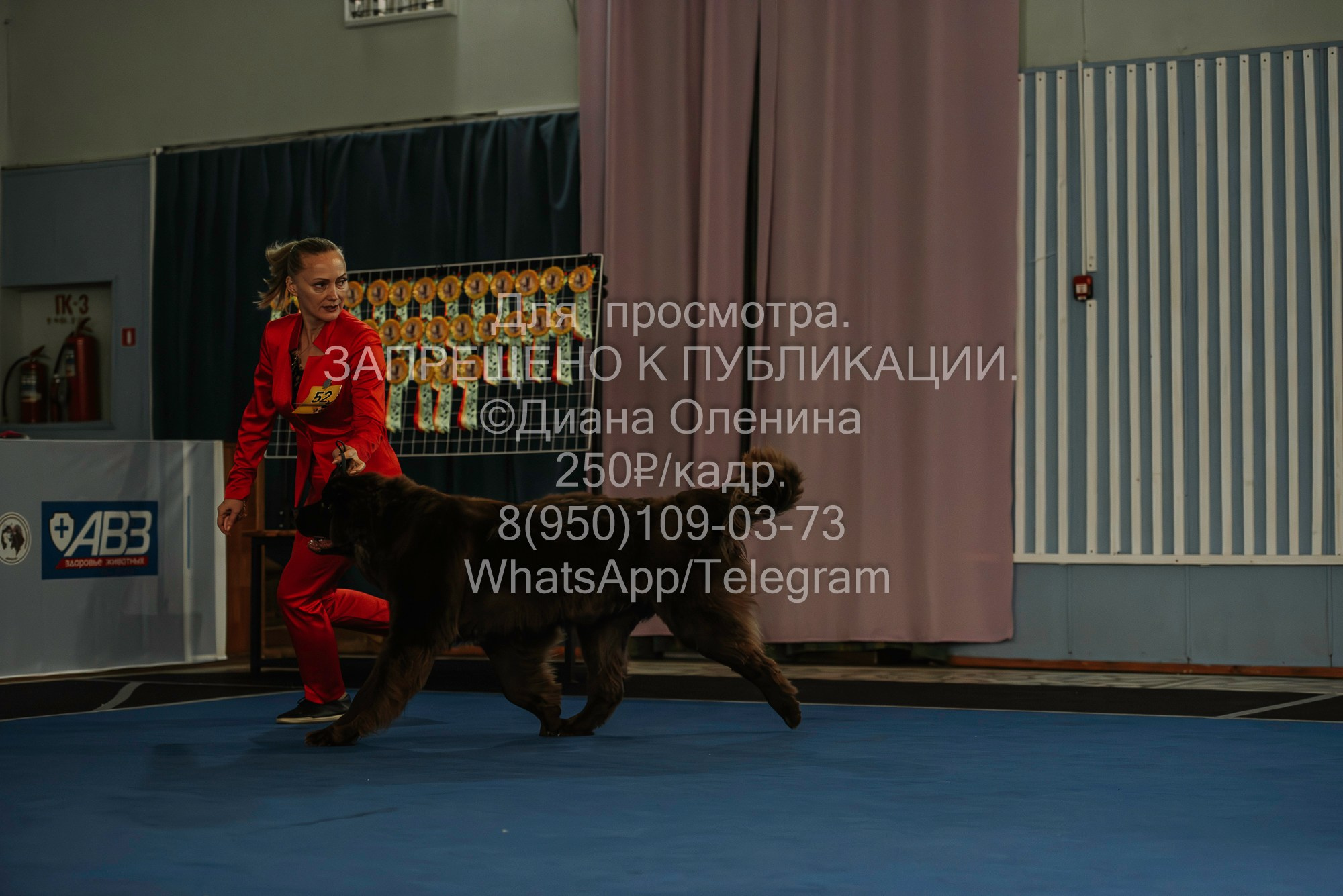 Выставка собак Красноярск 29.10.2023. Фотограф Диана Оленина Красноярск / Братск