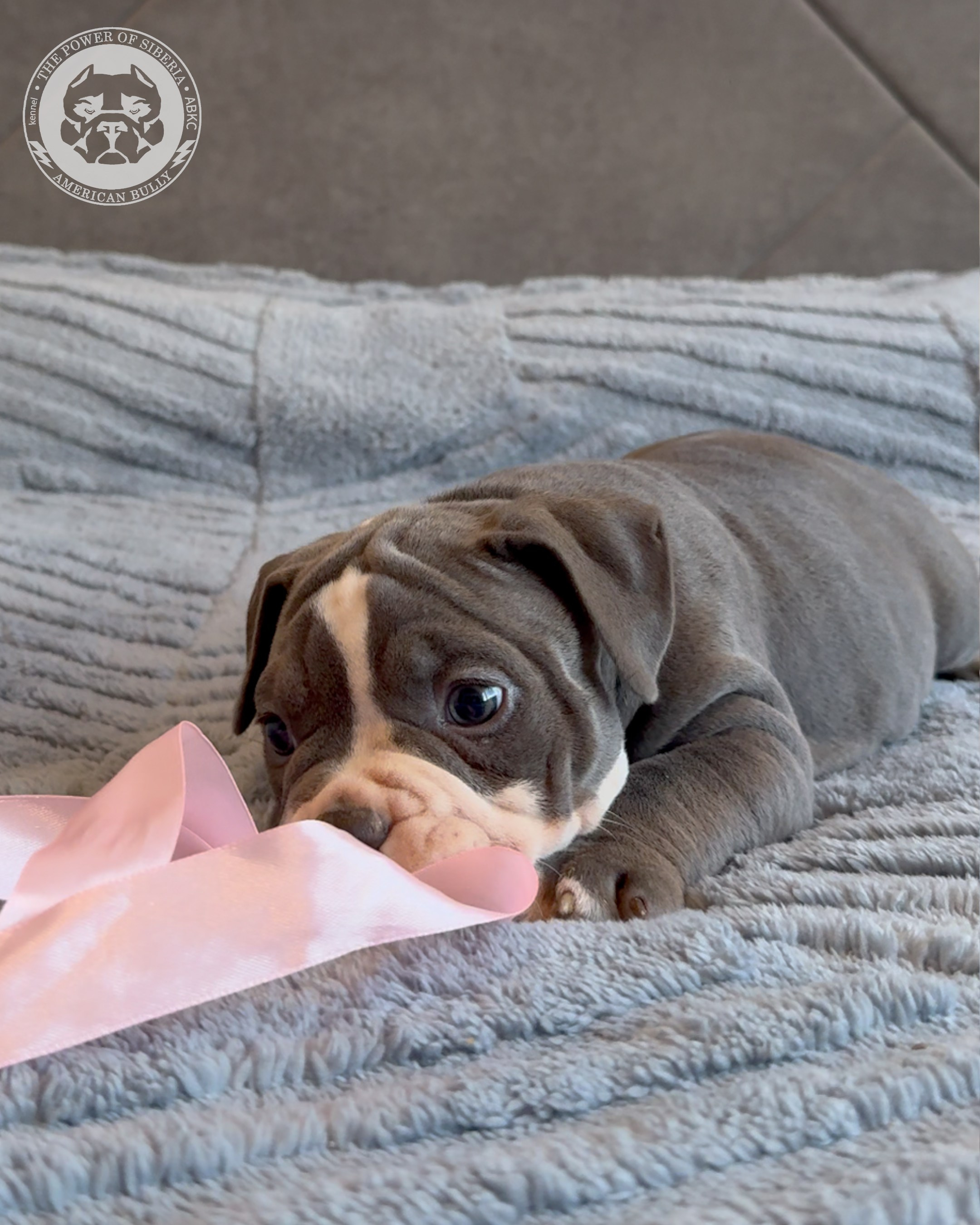 Свободные щенки Американский Булли, в типах покет, классик, стандарт. Американский Булли в г. Ростов-на-Дону. Питомник THE POWER OF SIBERIA