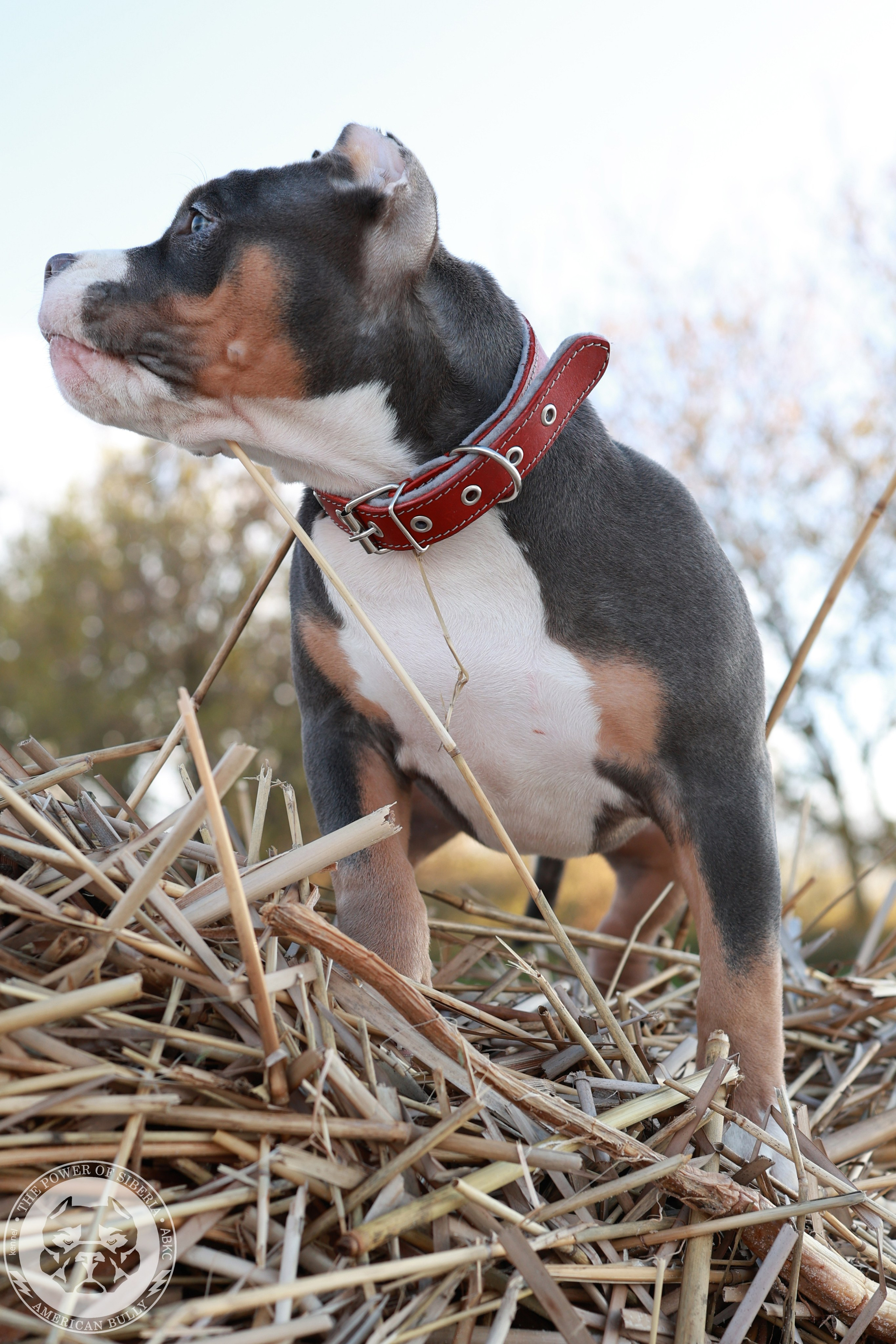 13.12.25-Мия-Турук. Американский Булли в г. Ростов-на-Дону. Питомник THE POWER OF SIBERIA