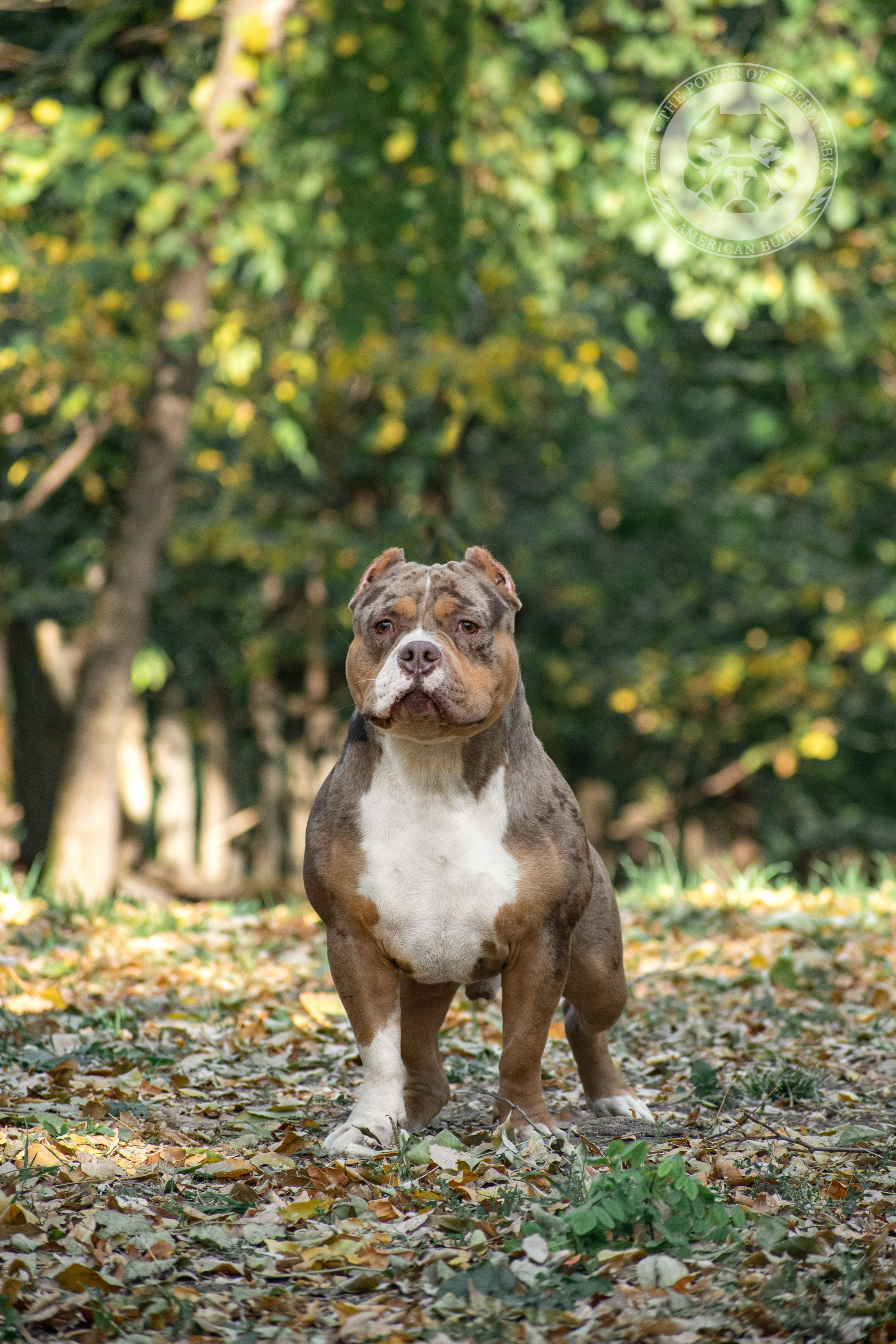 купить щенка American Bully в Кургане