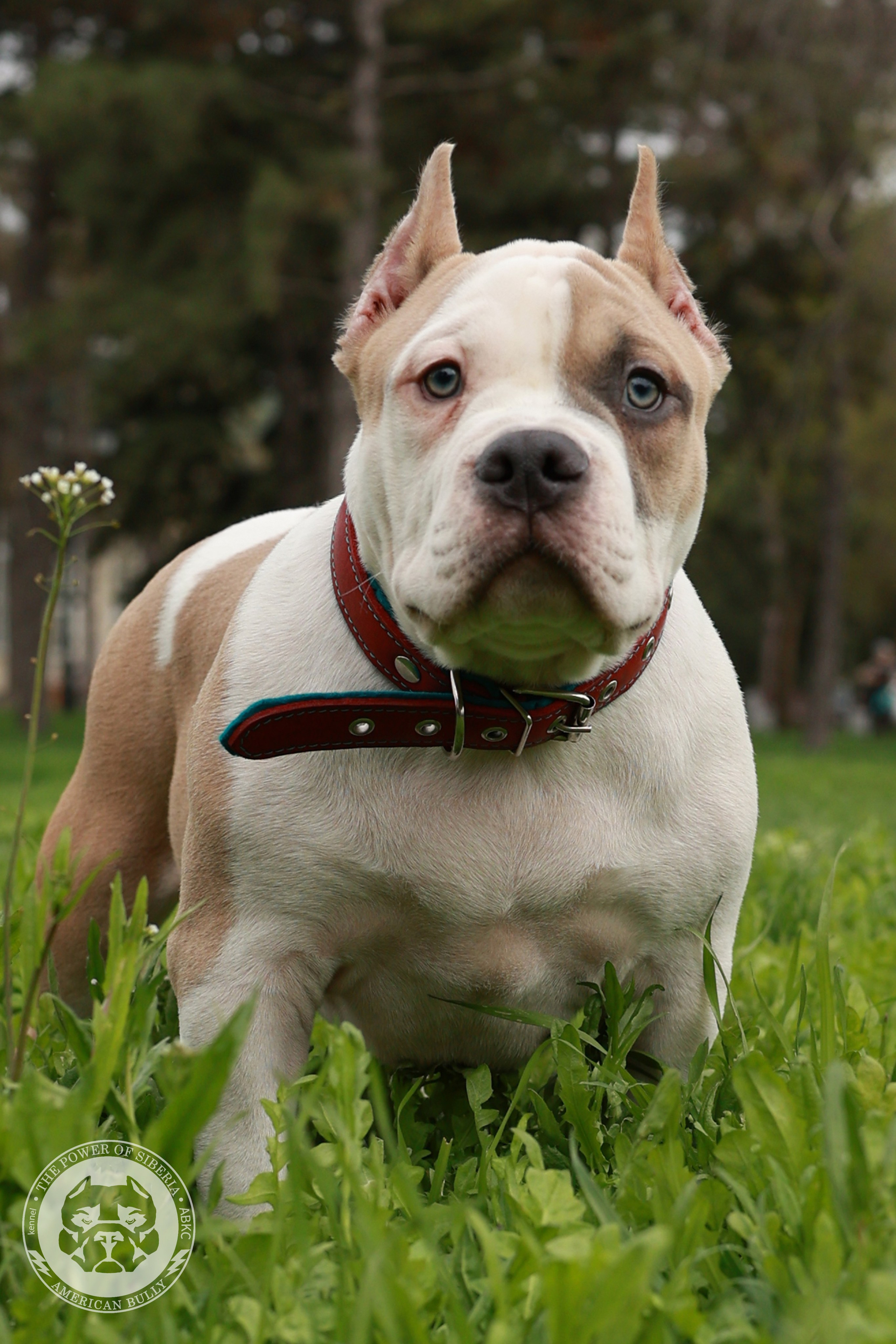 Свободные щенки Американский Булли, в типах покет, классик, стандарт. Американский Булли в г. Ростов-на-Дону. Питомник THE POWER OF SIBERIA