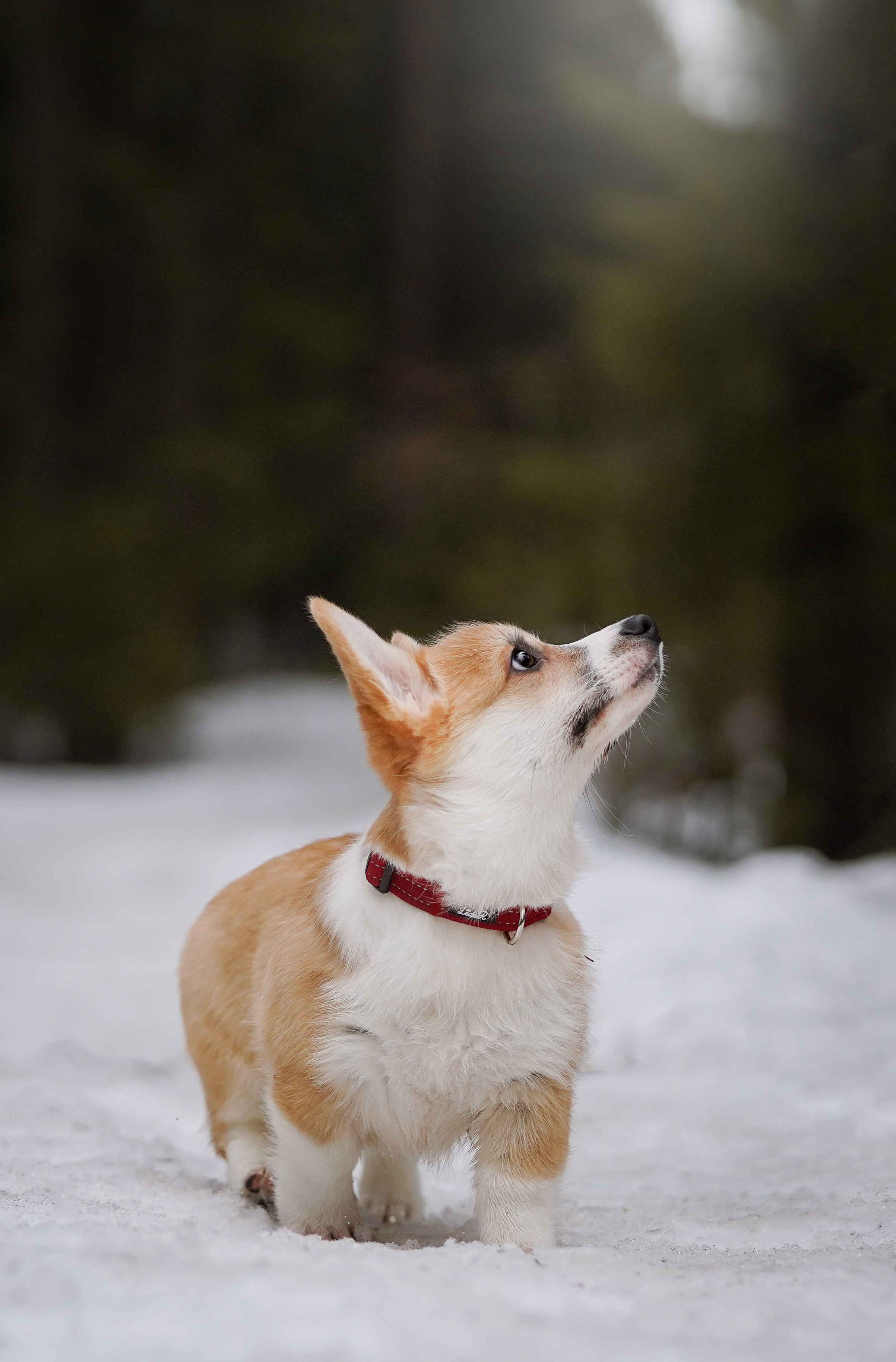 Щенки корги. Фотограф-анималист в Санкт-Петербурге Яна Мартынова