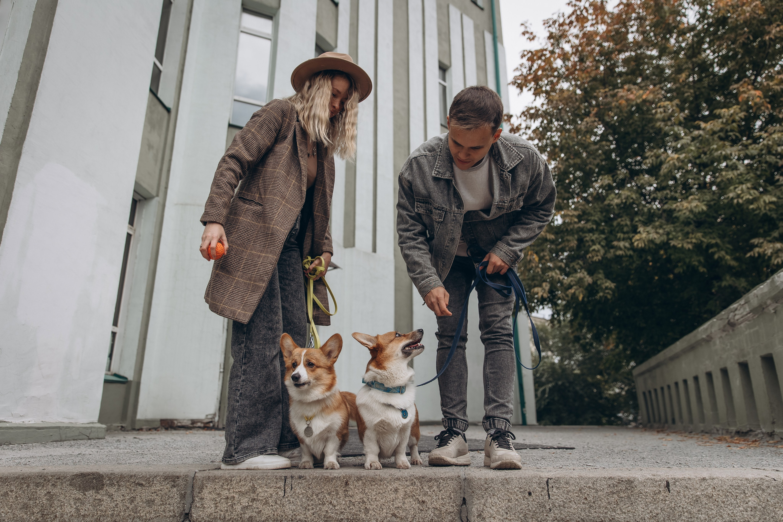 «Королевский Корги» 2. Фотограф Алина Ионычева в Новосибирске