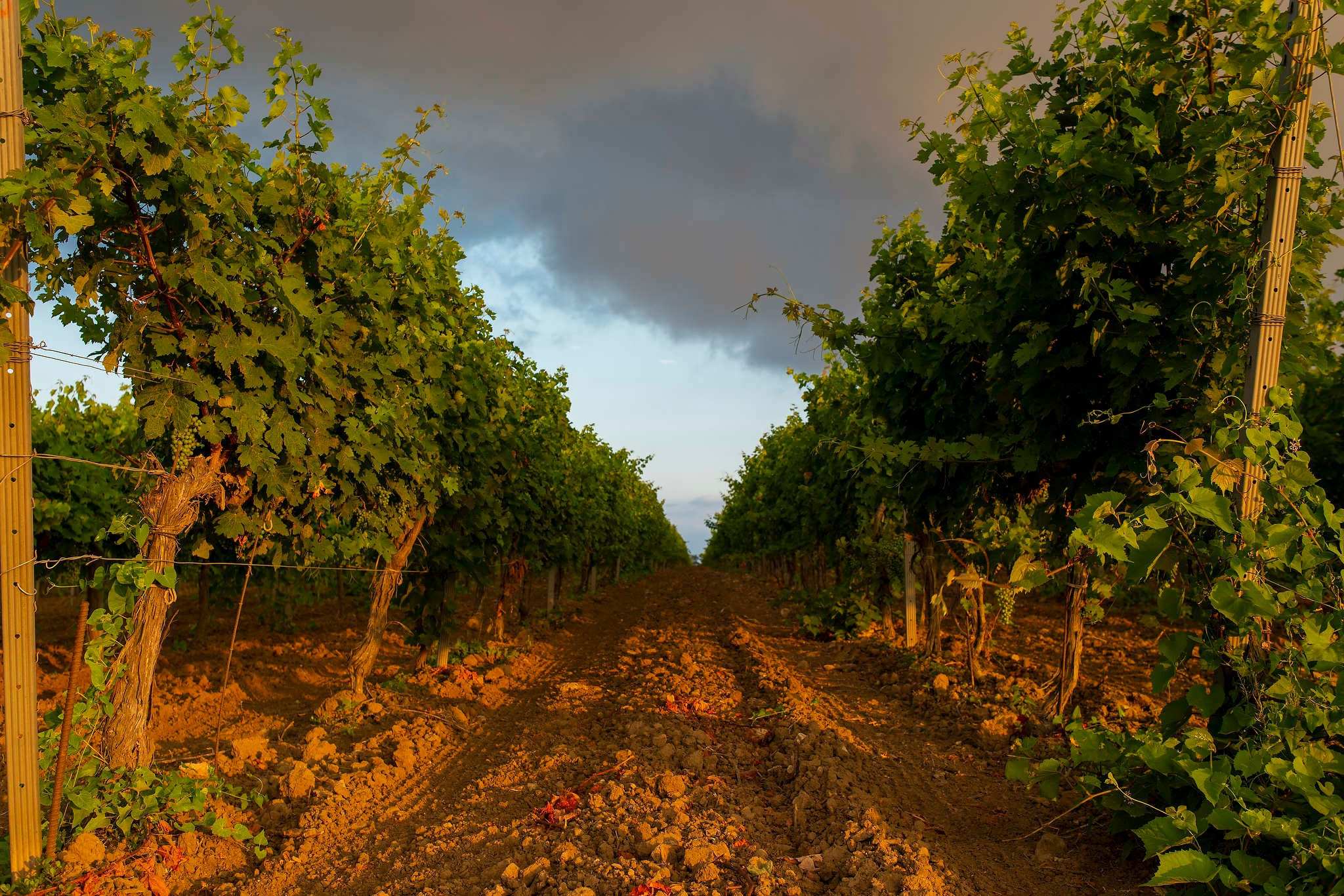 Винодельни Краснодарского края. Фотограф Михаил Мордасов, Сочи. Мероприятия, портреты, спорт, репортаж