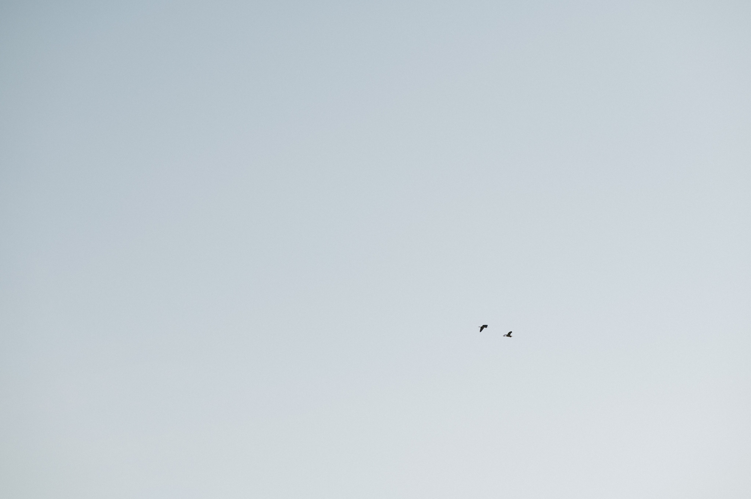 Богдан и Катя. Гольф клуб. Свадебный фотограф и видеограф