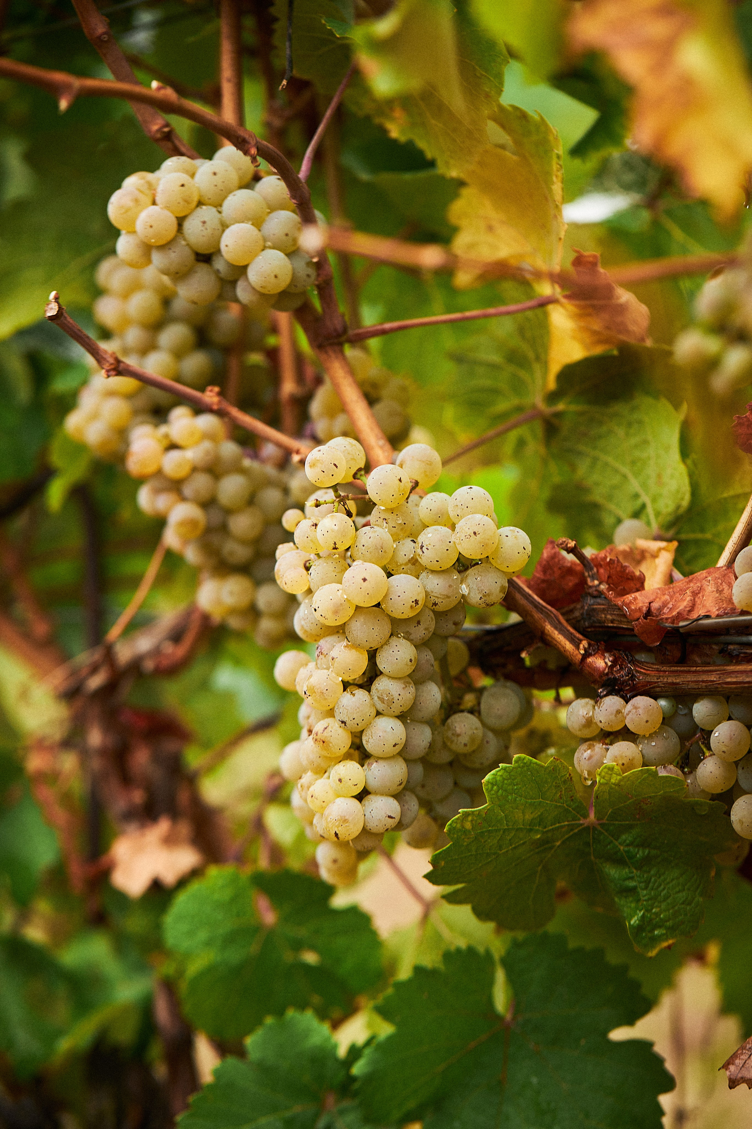 Galitsky & Galitsky. ПОЧЕМУ? СТУДИЯ