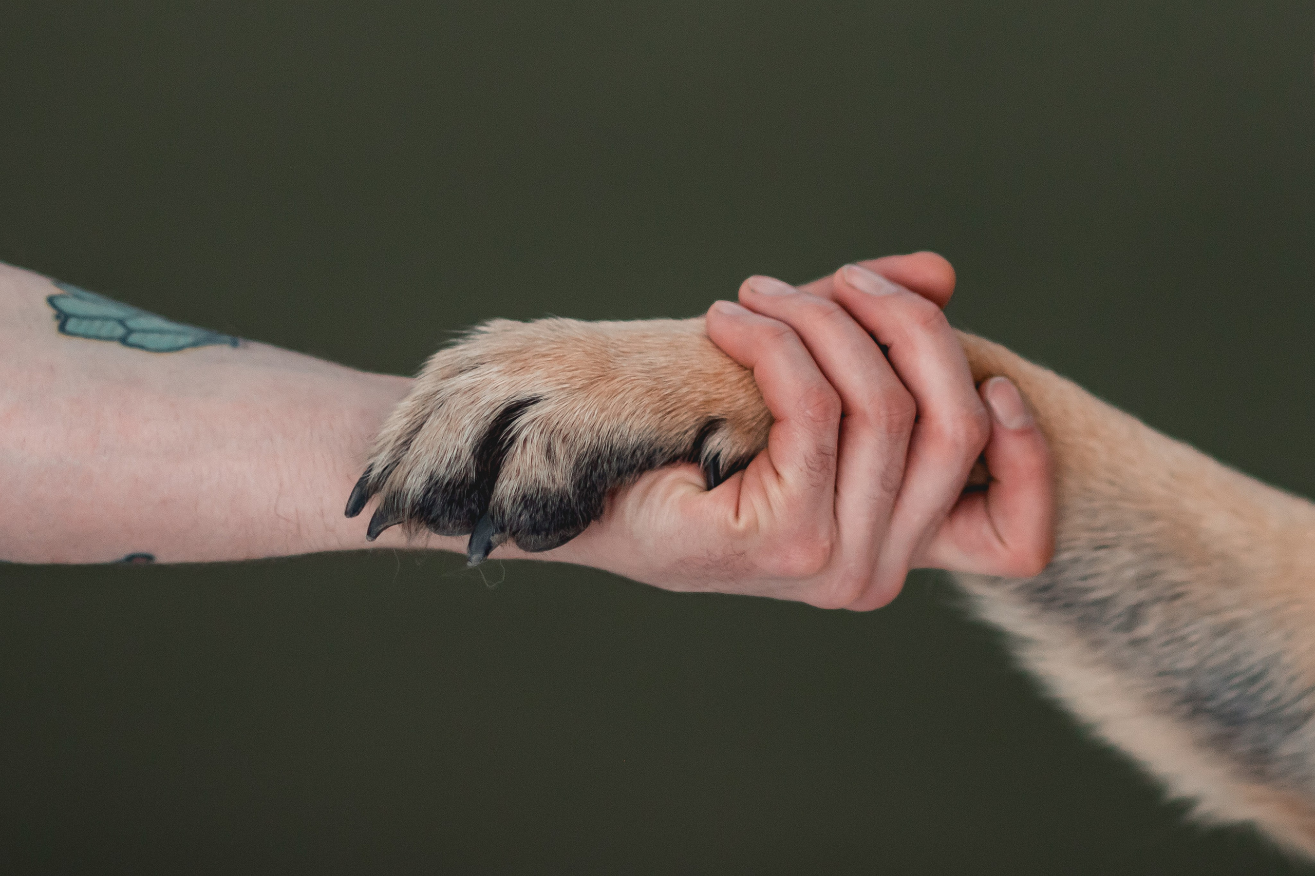 Игорь и Лора. Семейный фотограф анималист Мария Крючкова