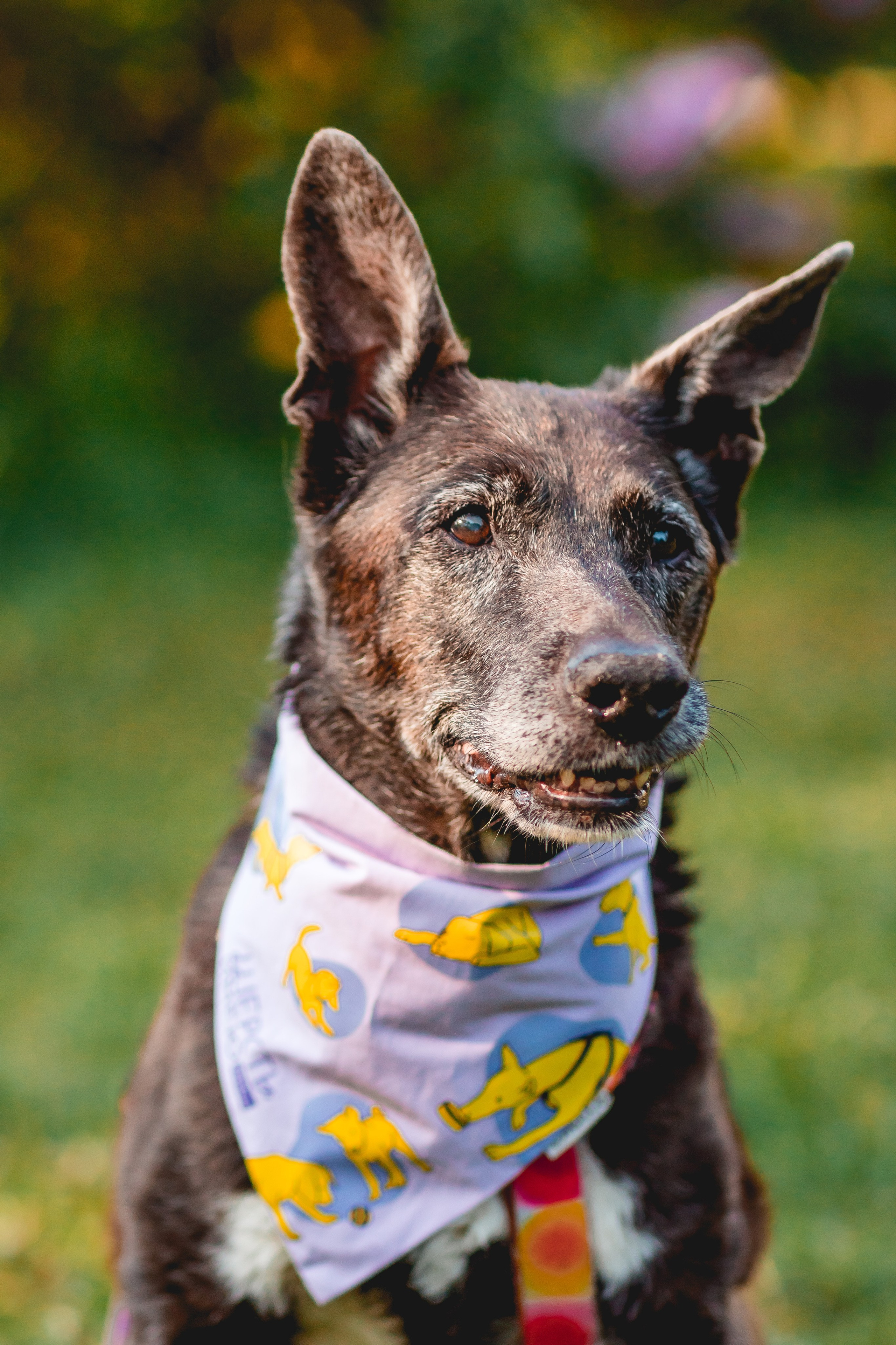 Ира, Альма и Белла. Семейный фотограф анималист Мария Крючкова