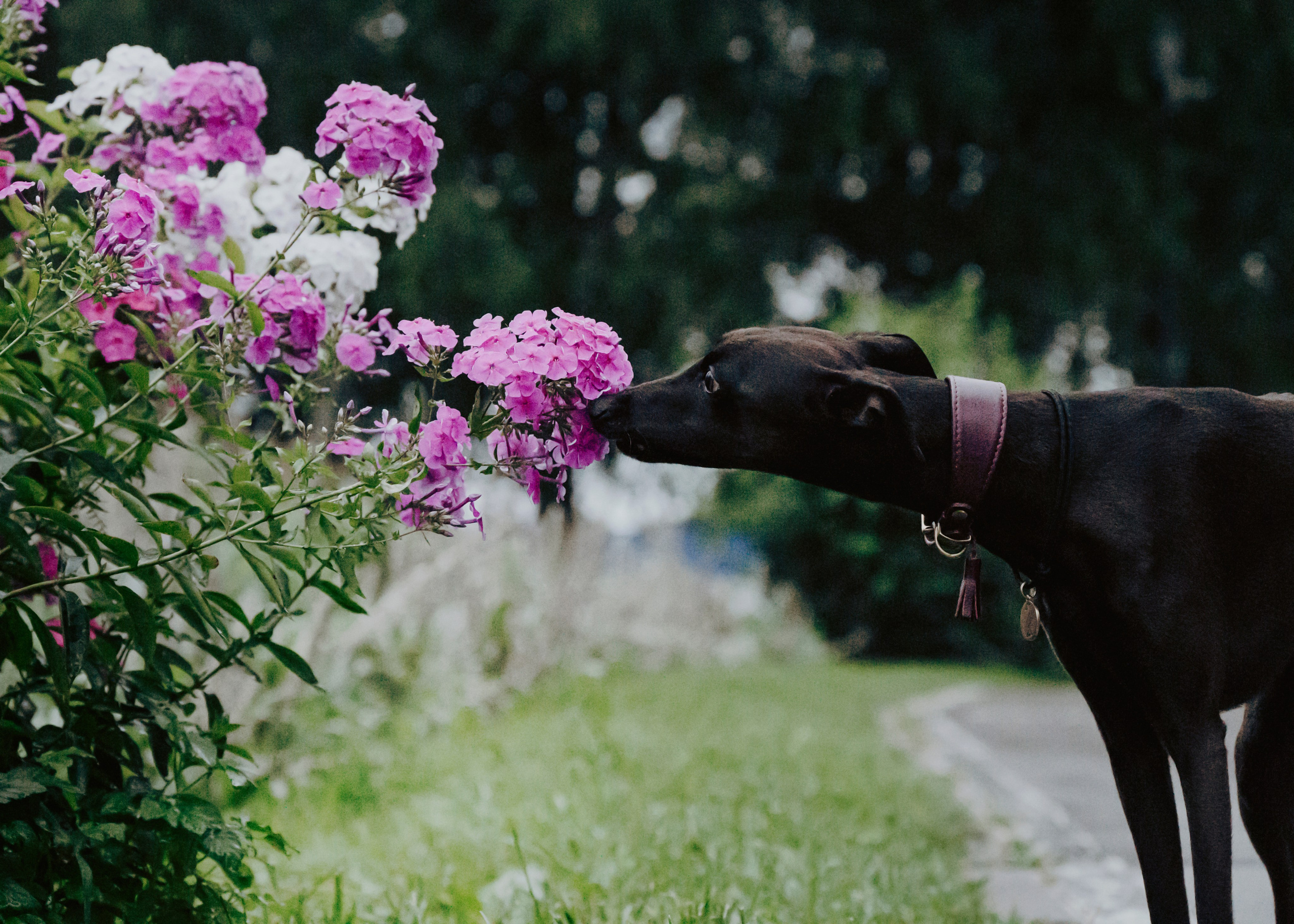 Дофи. Фотограф- анималист Александра Матвеева