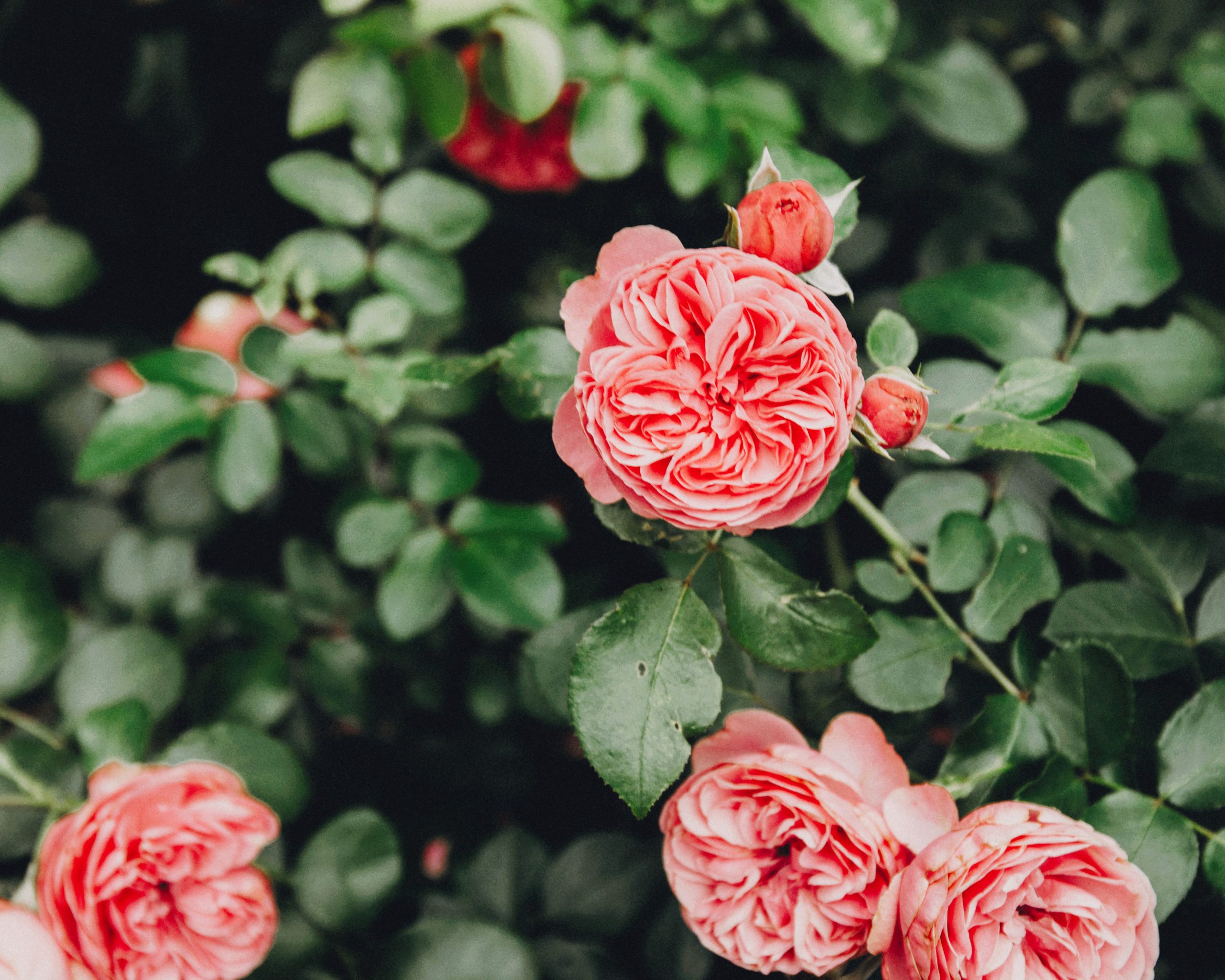 Катерина. Портретный фотограф Ванинен Анастасия. Санкт-Петербург