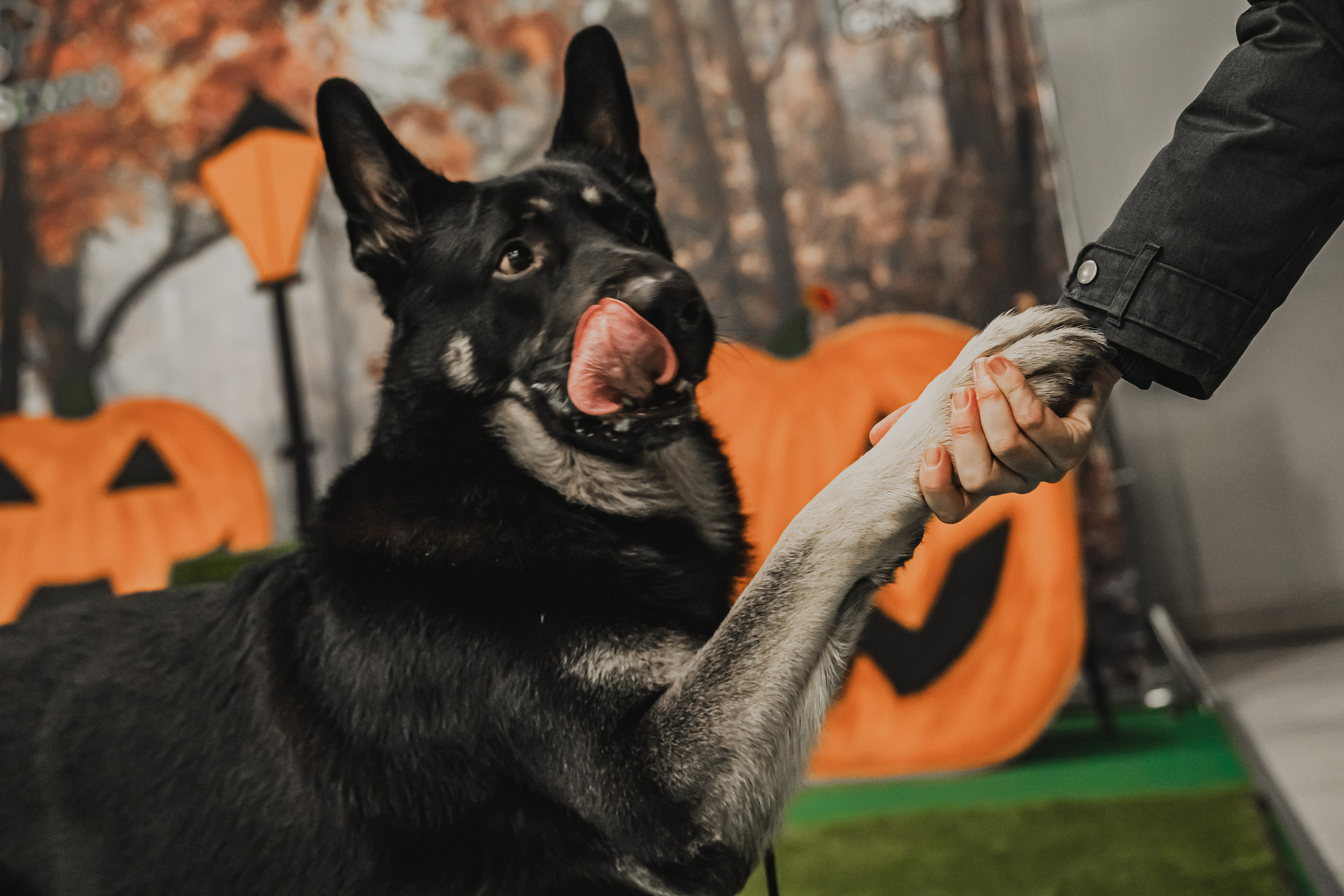 Международная выставка собак всех пород. Репортажный фотограф Анастасия Рубцова