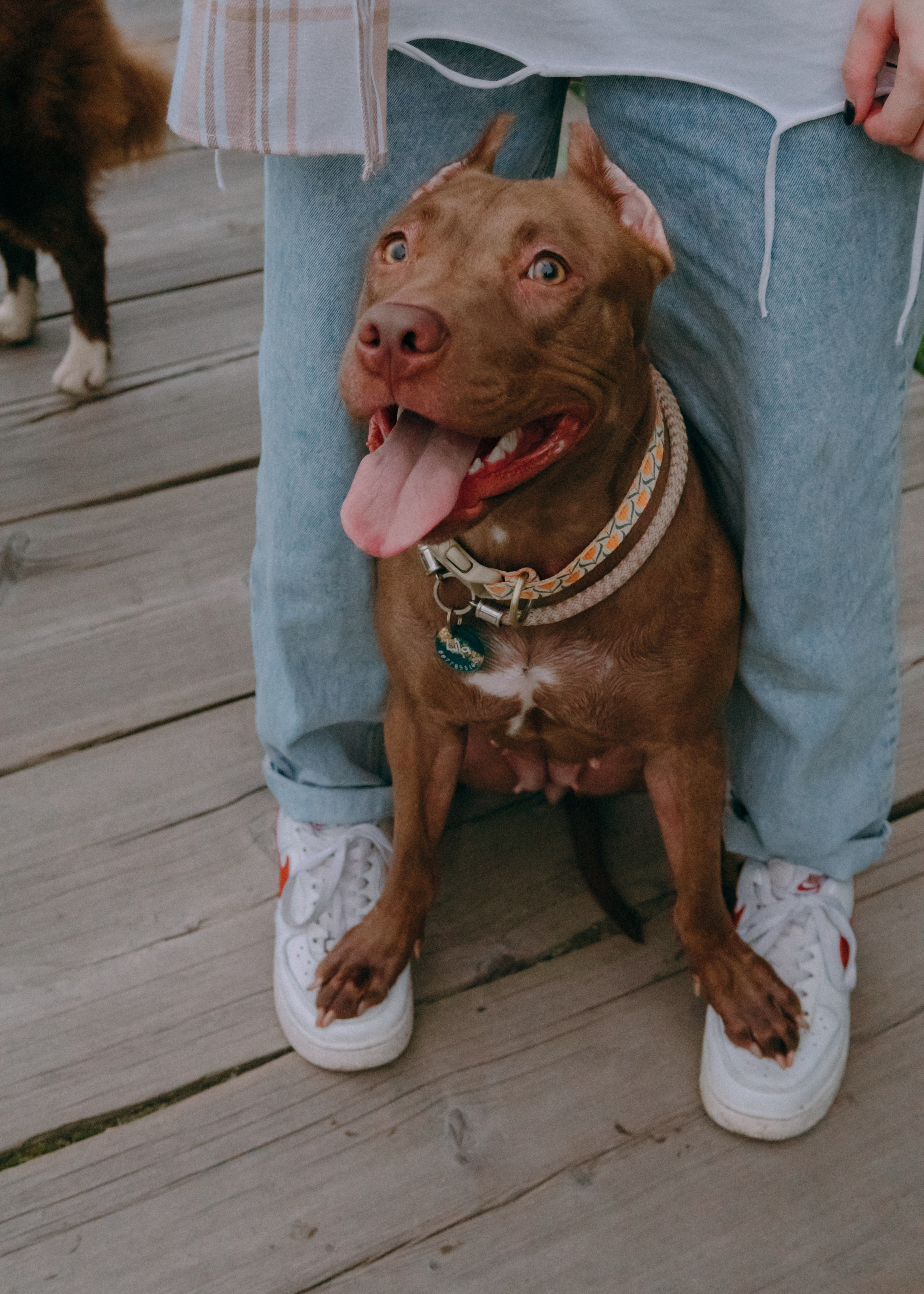 Виолетта, Лила и Питер. Фотограф-анималист Ксения Воробьева, Москва