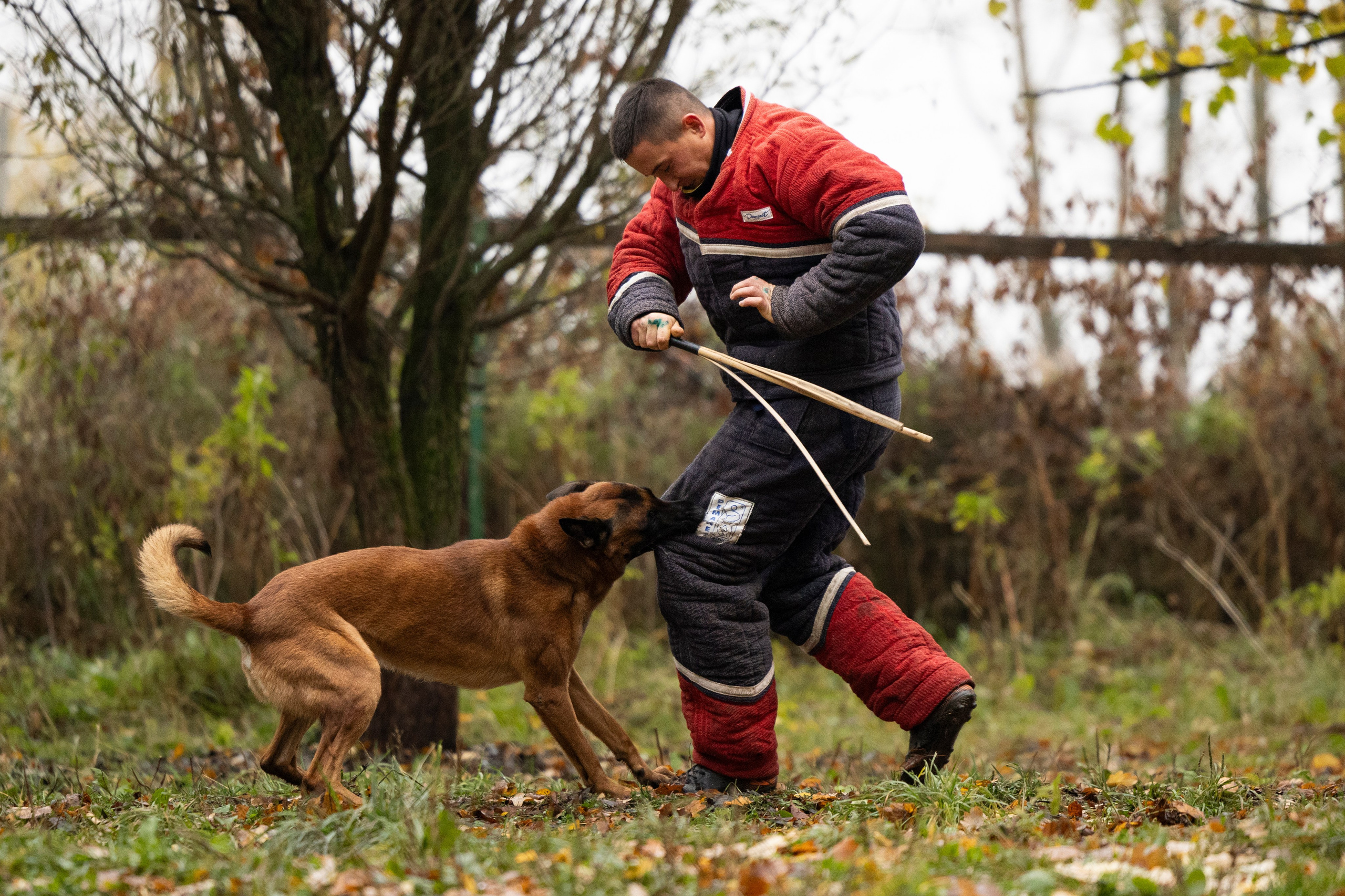 Соревнования по Мондьорингу г. Вологда. Фотограф-анималист Анна Маринич