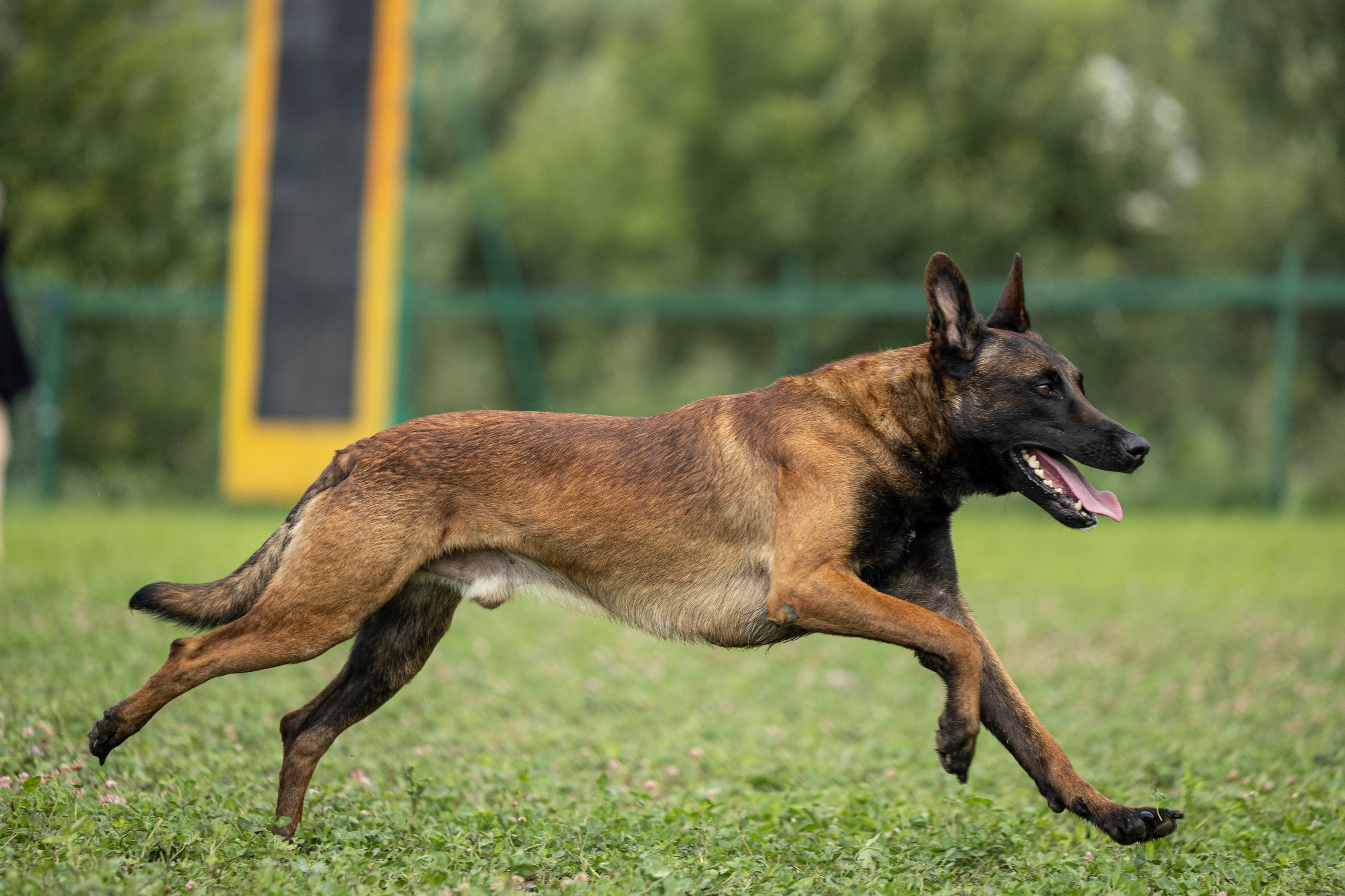 Соревнования по Мондьорингу г. Вологда 10-11.08.2024. Фотограф-анималист Анна Маринич
