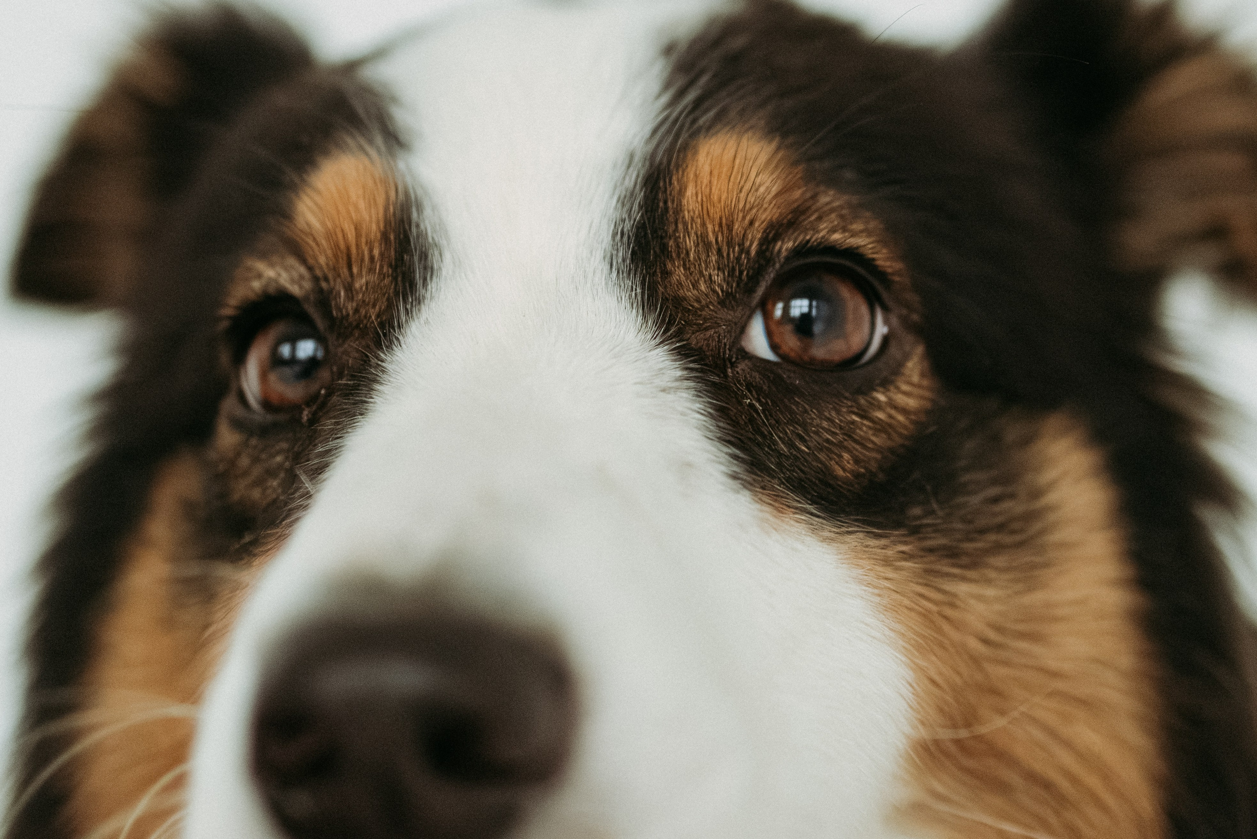 Мячи-попрыгуны. Фотораф — анималист Мария Шистка