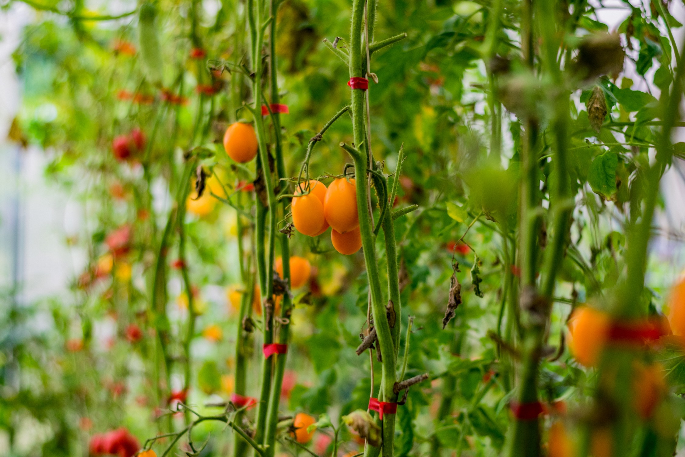 Антон Курдюмов фотограф в Хабаровске Рина Курдюмова фото27 foto27 Антон Дорофеев репортажный репортаж документалист Тони и Рина фотосоздатели Виноградники Хехцир 2024 Хабаровск виноград дикий фермер фермерство дачный сезон