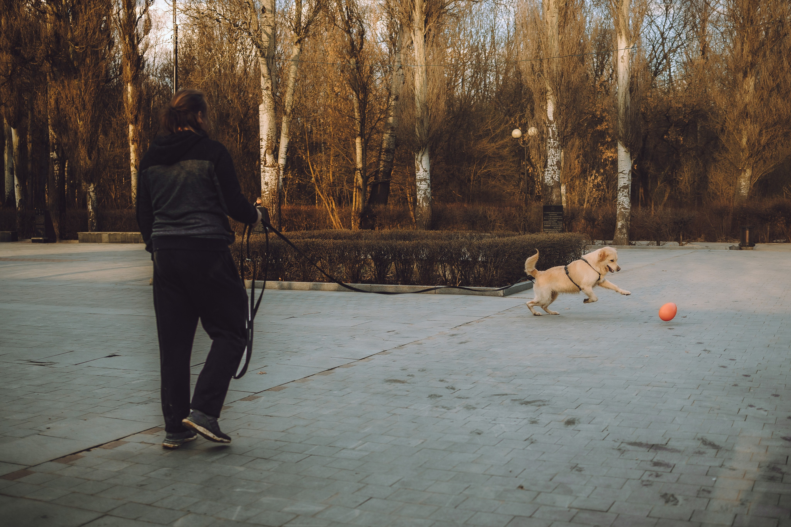 Ники, Никита и Ёся. Семейный фотограф животных, анималист в Москве Екатерина Киреева