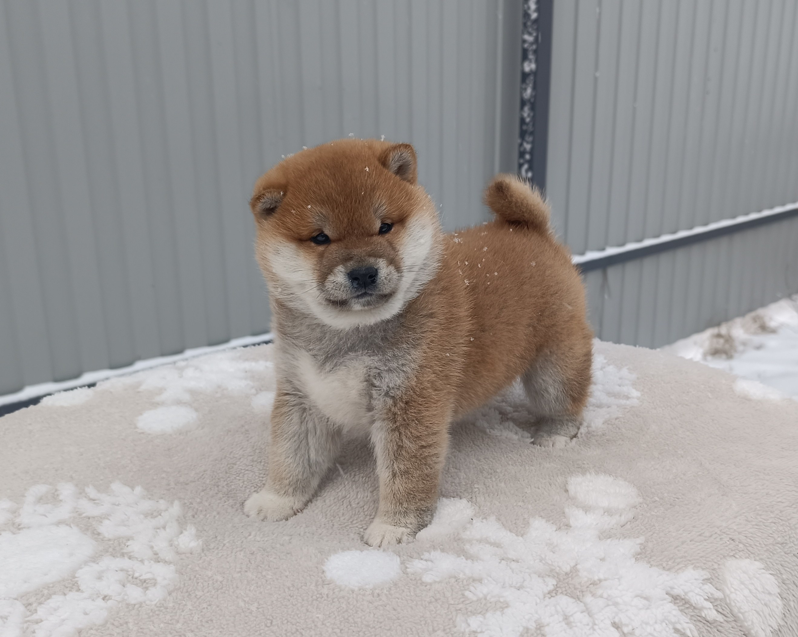 сиба питомник Рубилайт щенки на продажу rubylight  сиба щенки купить СПб Санкт-Петербург 