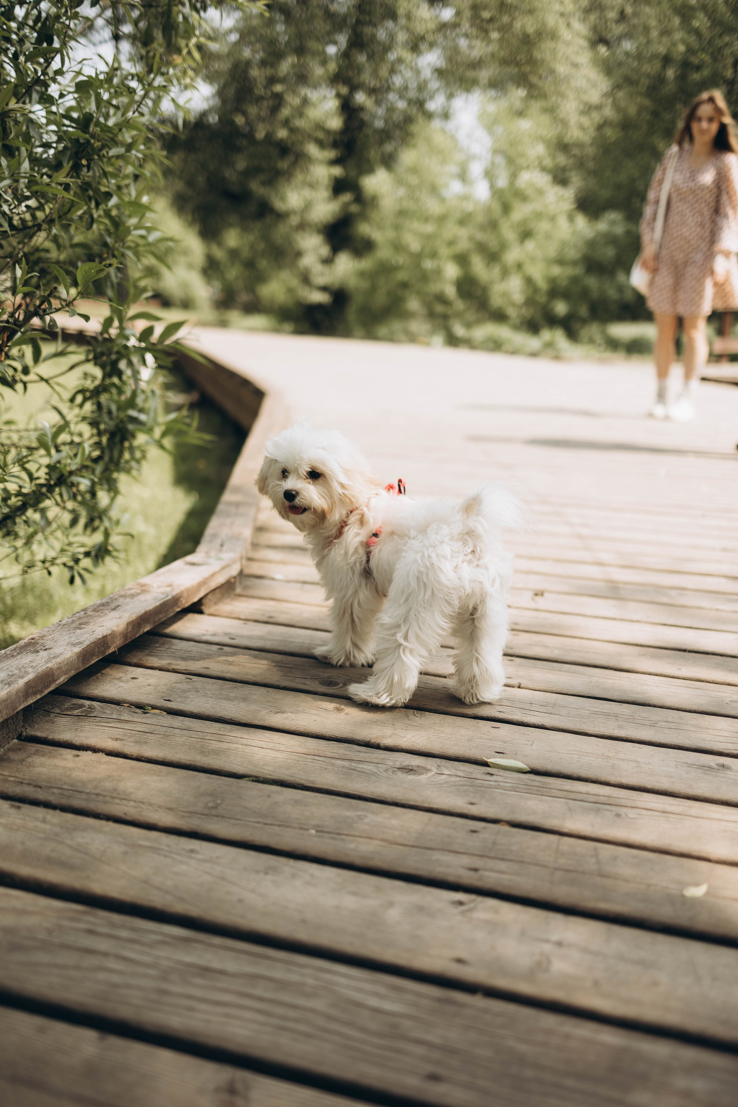 Полина, Дима, Тёма и Мили. Семейный фотограф в Москве Виктория Ястребинская