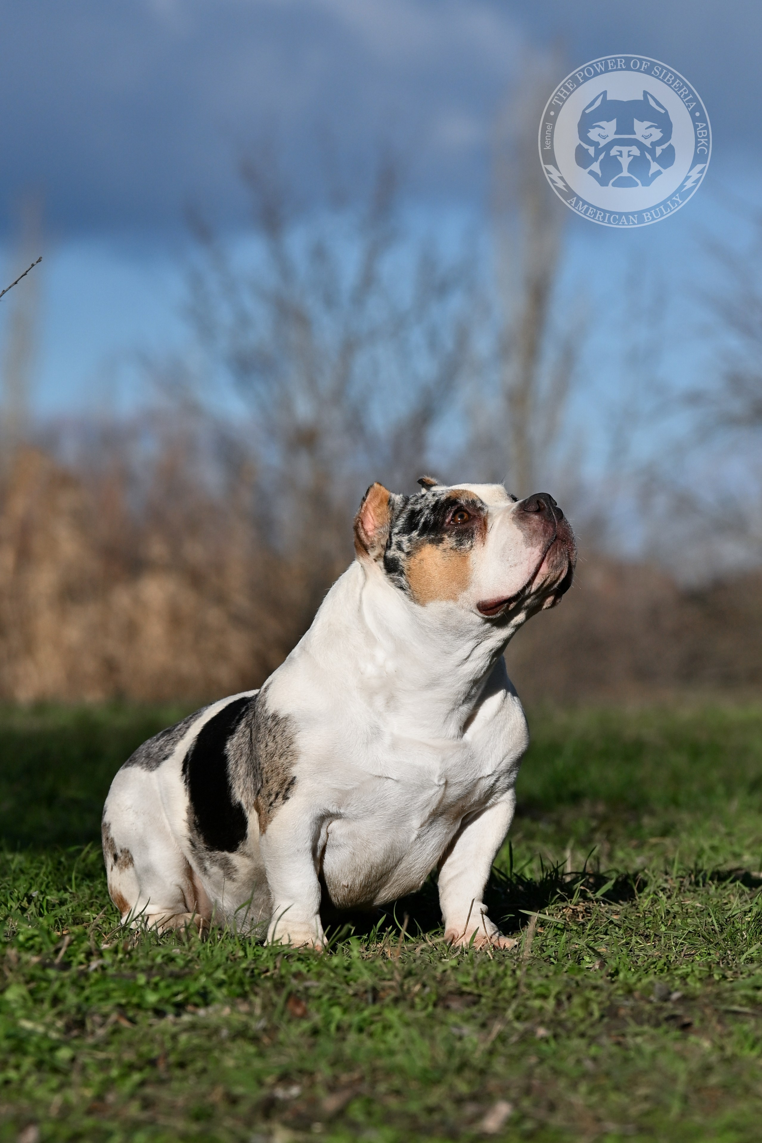 THE POWER OF SIBERIA BAFFI. Американский Булли в г. Ростов-на-Дону. Питомник THE POWER OF SIBERIA