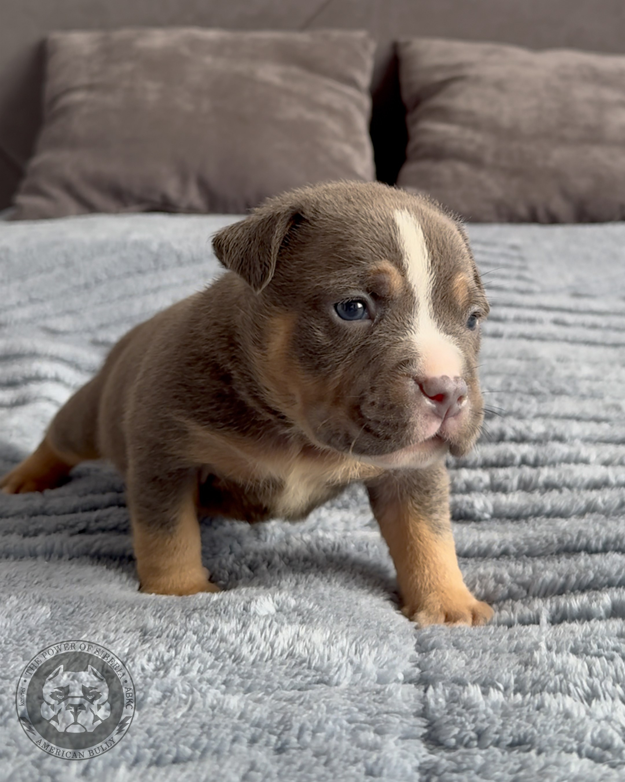 Свободные щенки Американский Булли стандарт и Свободные щенки Американский Булли классик. Американский Булли в г. Ростов-на-Дону. Питомник THE POWER OF SIBERIA