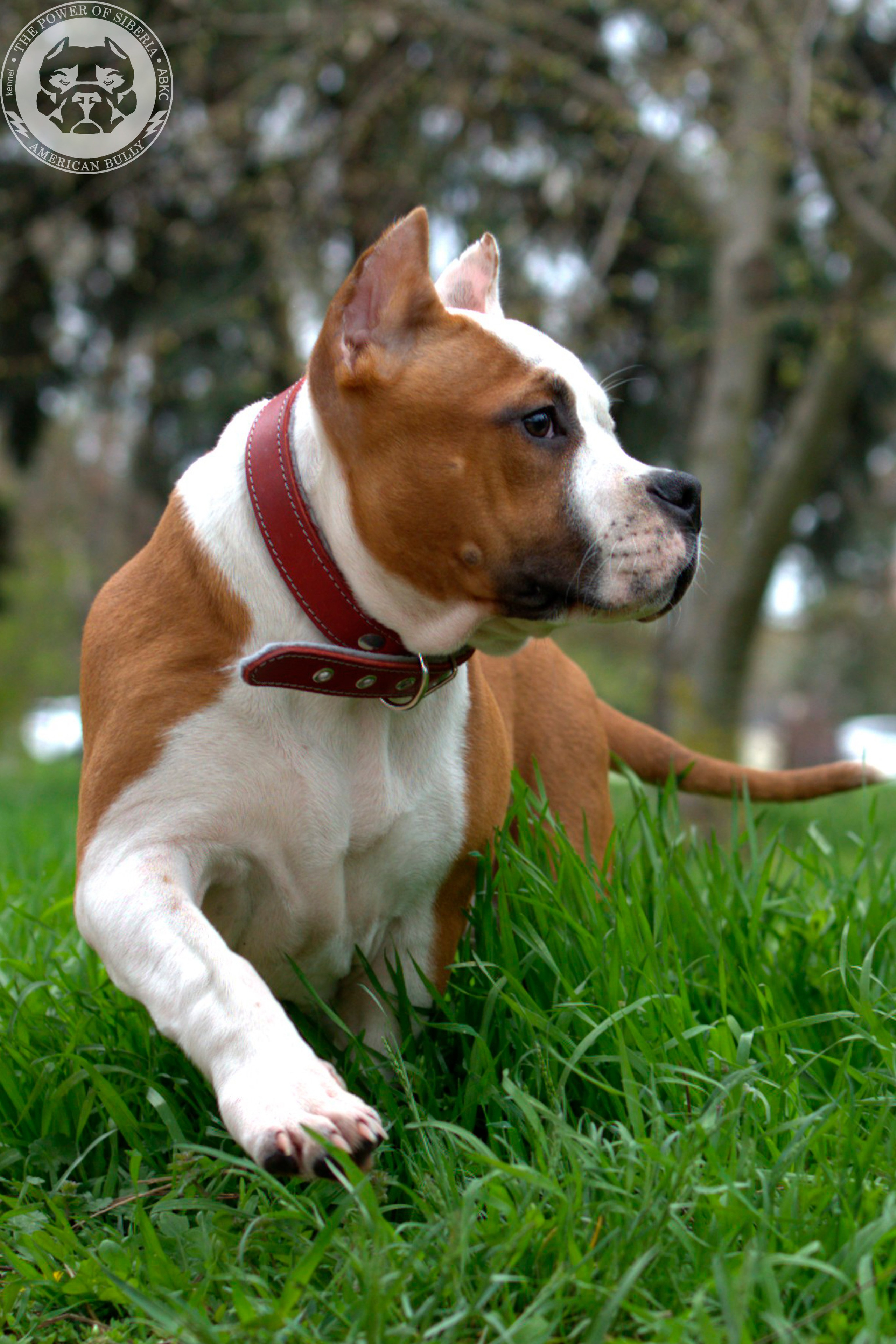 Свободные щенки Американский Булли, в типах покет, классик, стандарт. Американский Булли в г. Ростов-на-Дону. Питомник THE POWER OF SIBERIA