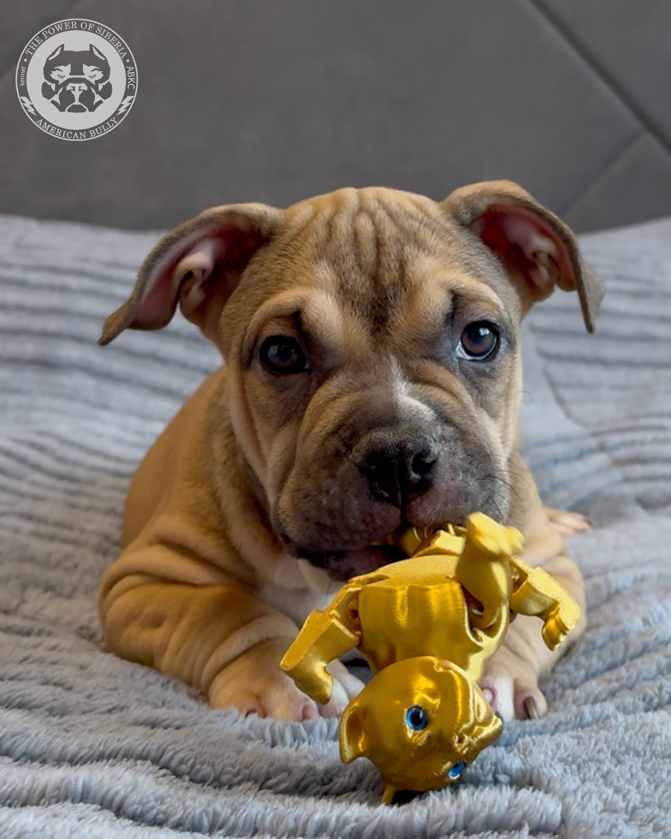 Свободные щенки Американский Булли, в типах покет, классик, стандарт. Американский Булли в г. Ростов-на-Дону. Питомник THE POWER OF SIBERIA