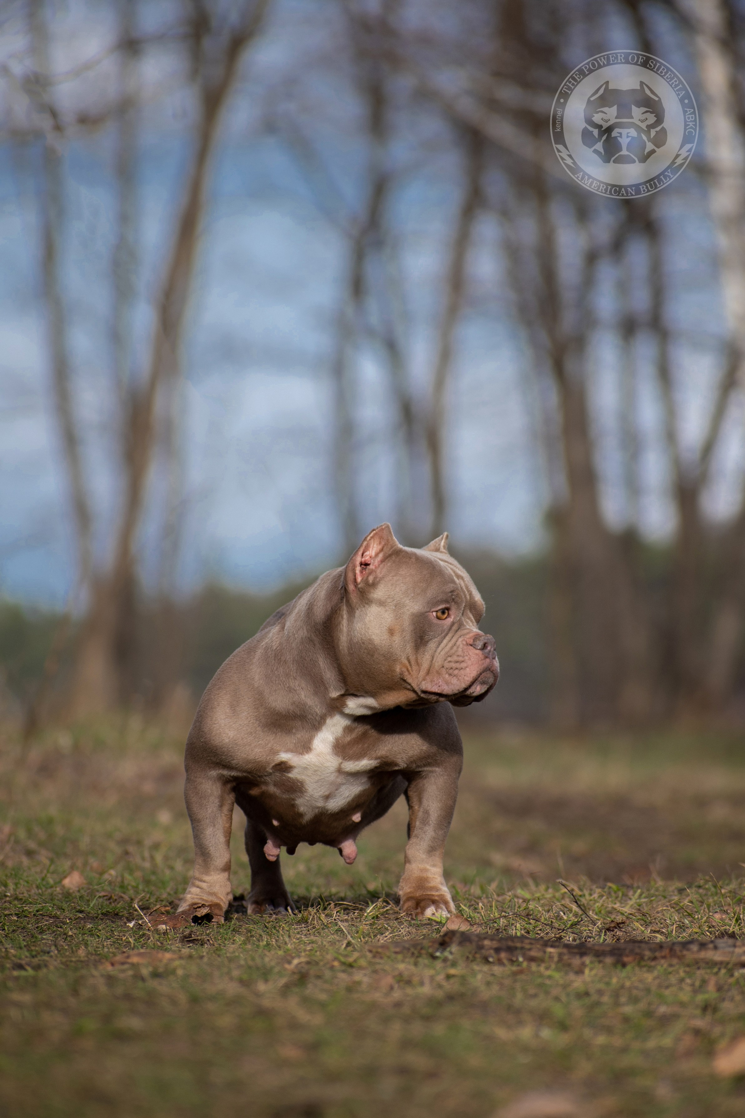 продажа щенков American Bully в Тольятти