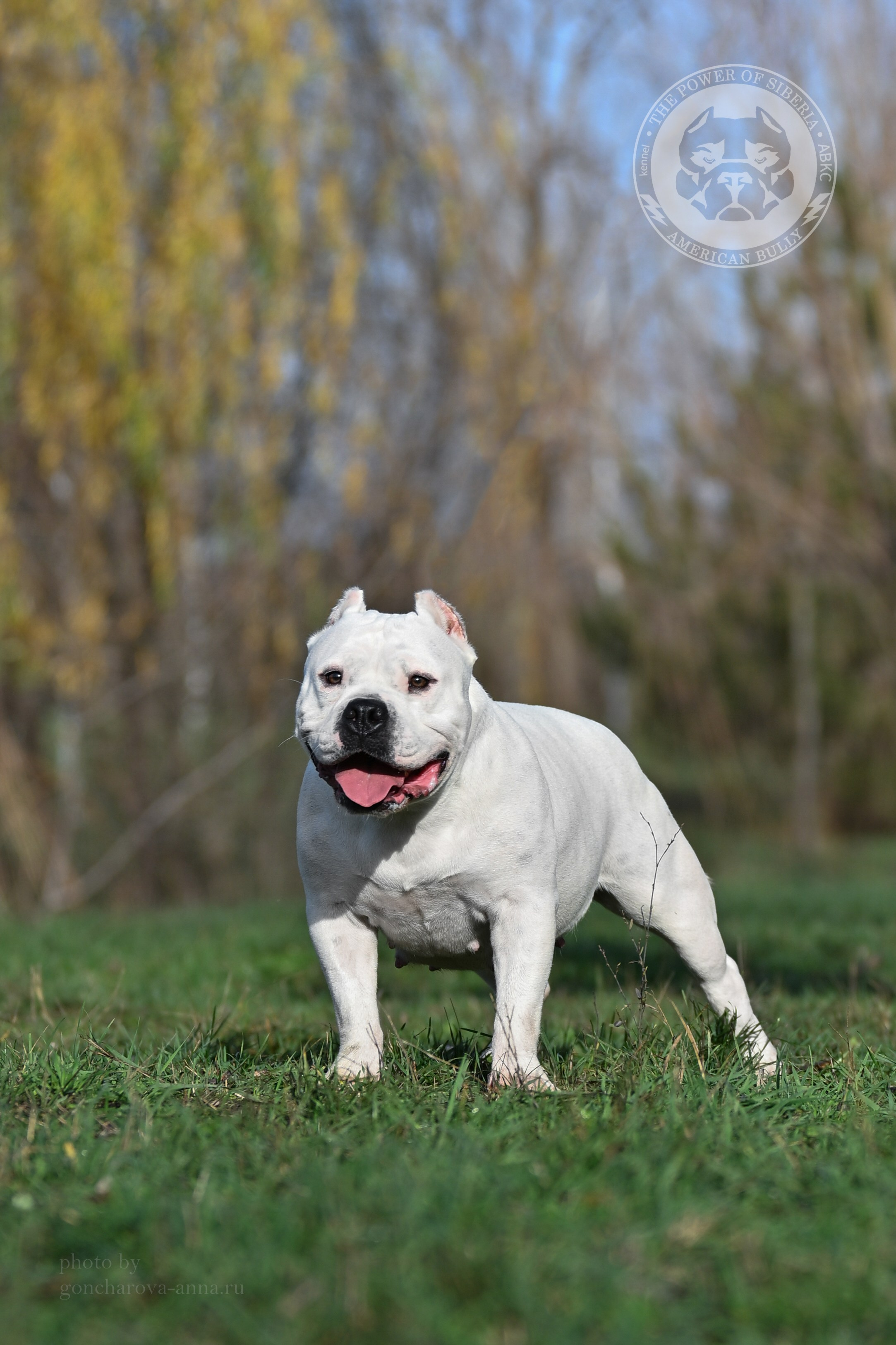 THE POWER OF SIBERIA MIA. Американский Булли в г. Ростов-на-Дону. Питомник THE POWER OF SIBERIA