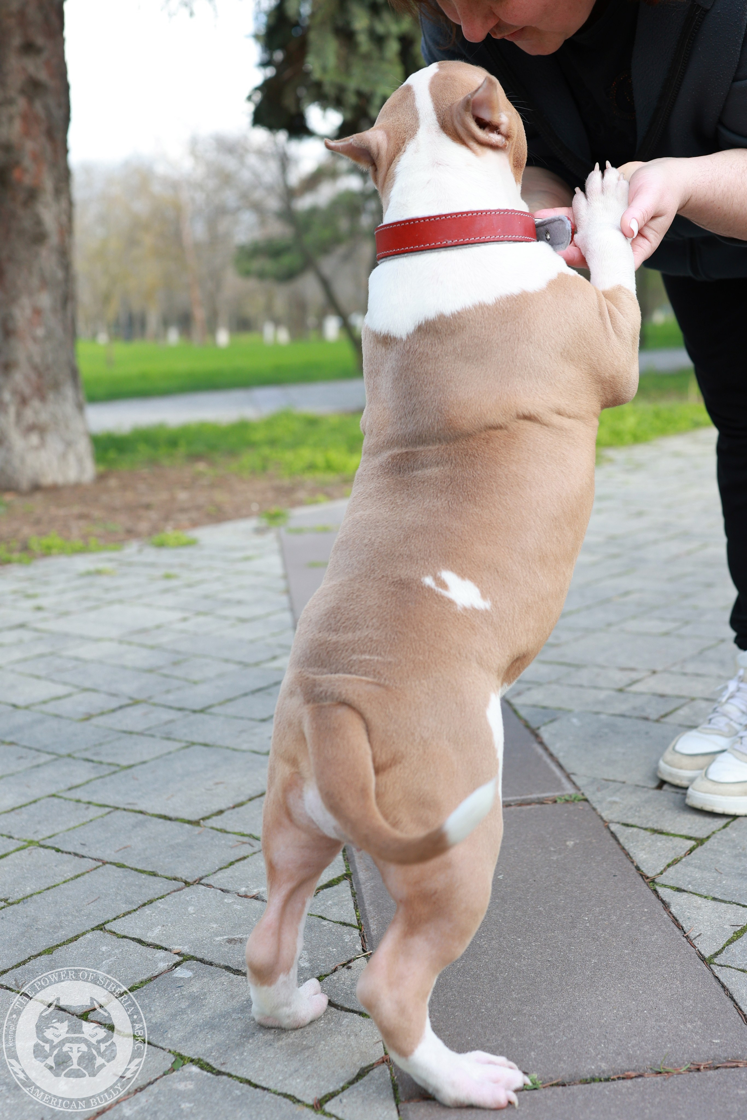 13.12.25-Мия-Турук. Американский Булли в г. Ростов-на-Дону. Питомник THE POWER OF SIBERIA