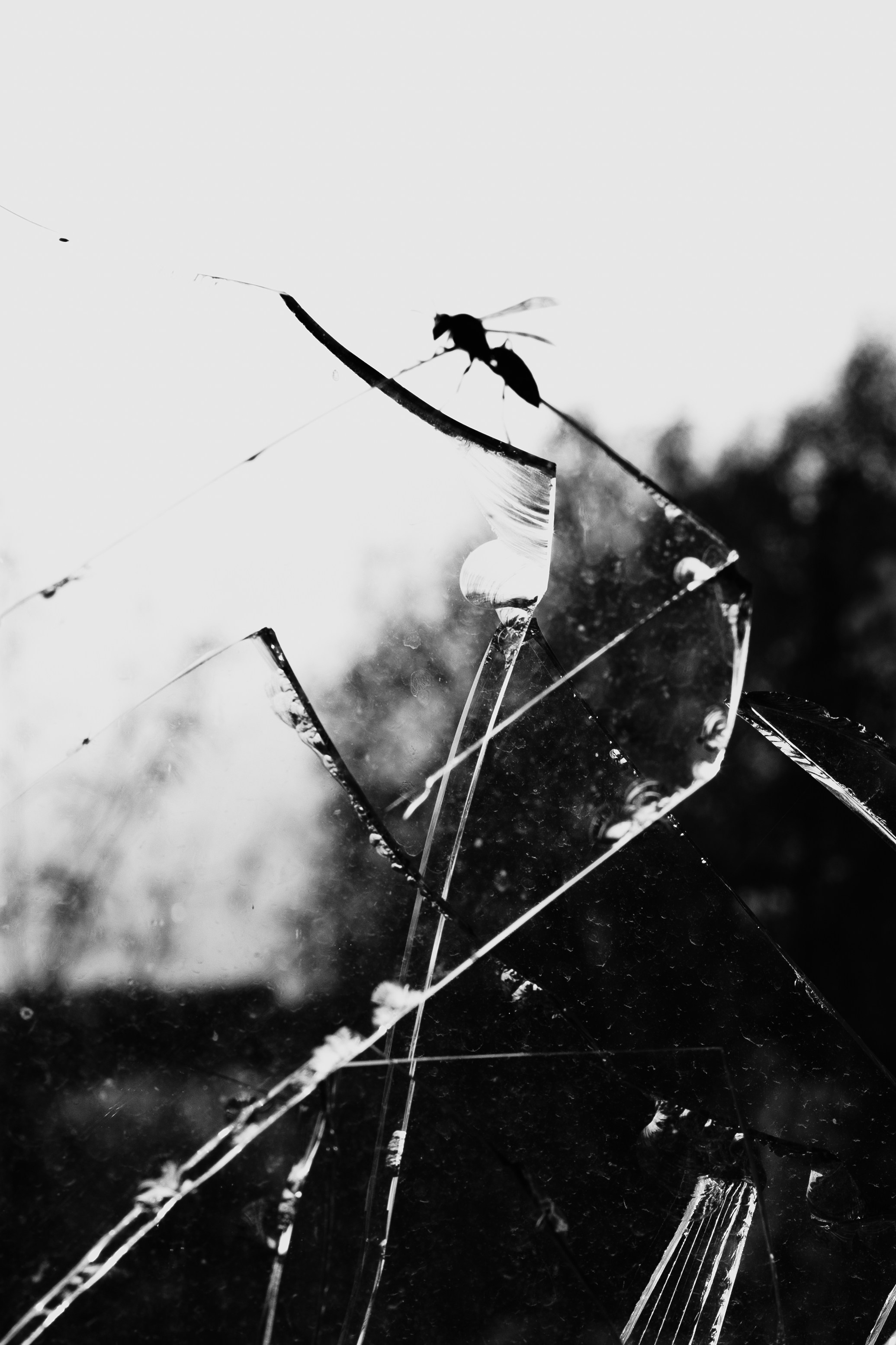 Постер. Lisphoto.ru