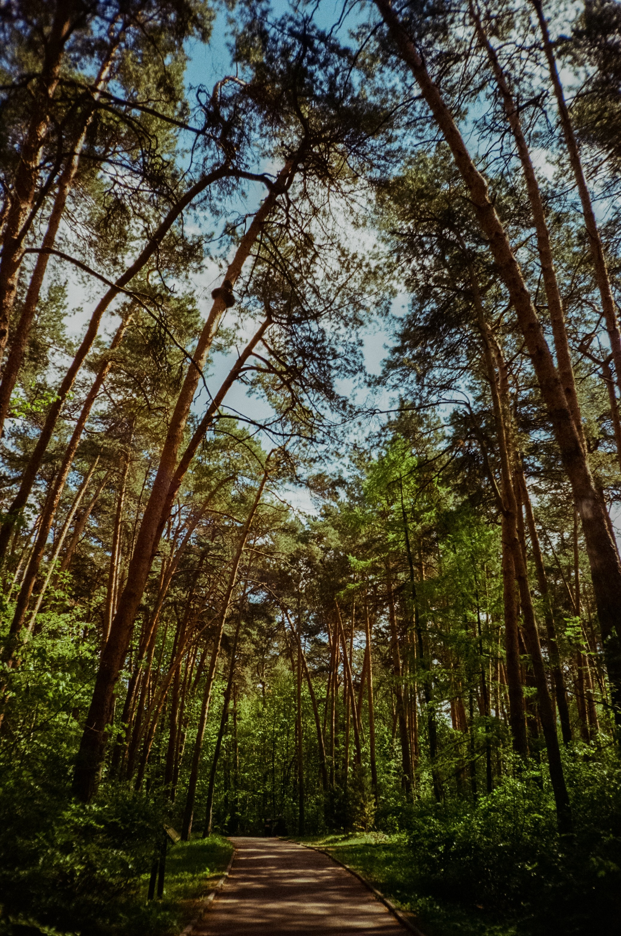 Ricoh R1 | Kodak ProImage 100 | 6 мая 2025 года СерБор