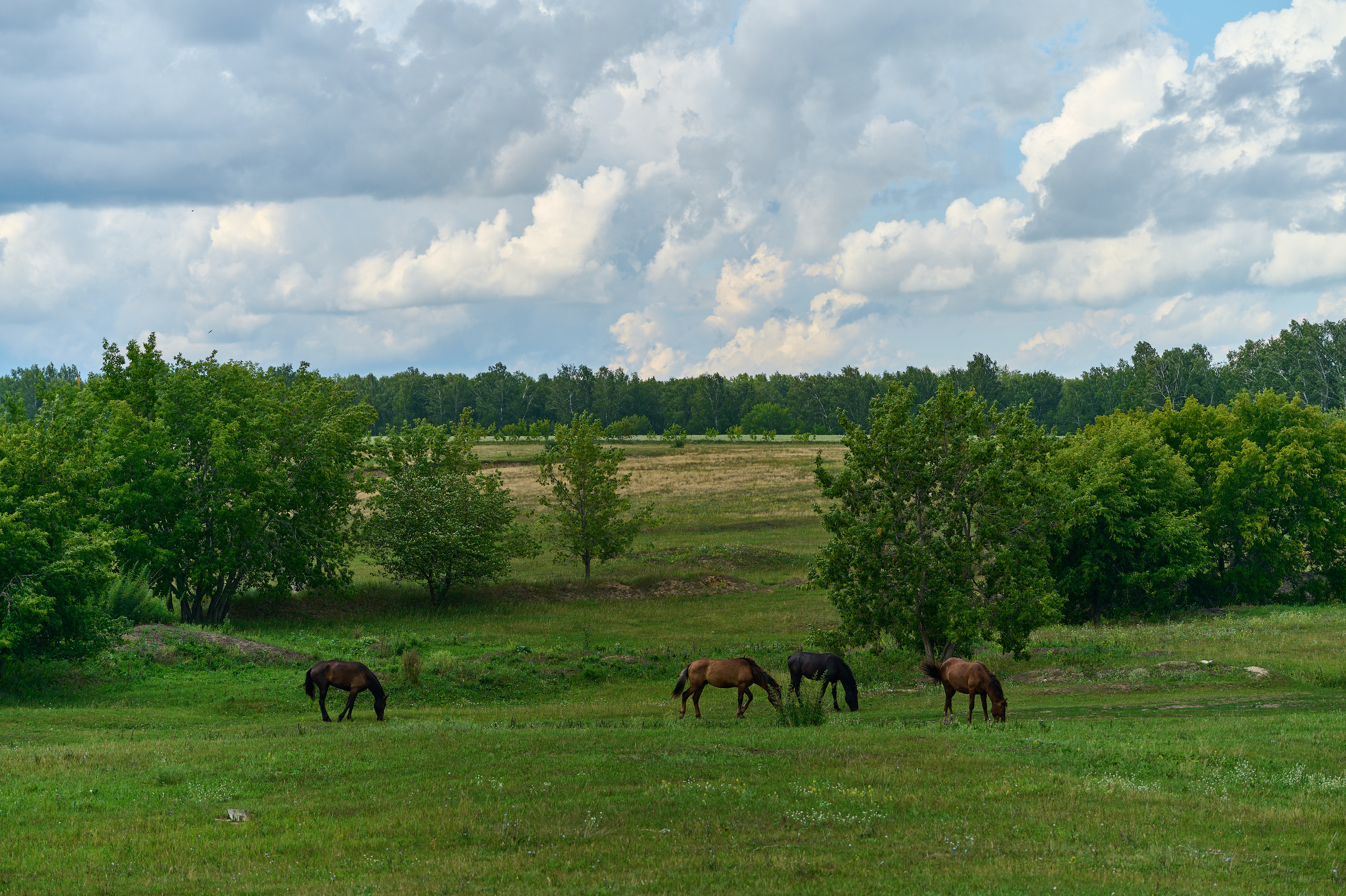 Стройотряды. Первый слёт ветеранов. Фотограф Опыт Качество Скорость Горный Алтай Барнаул