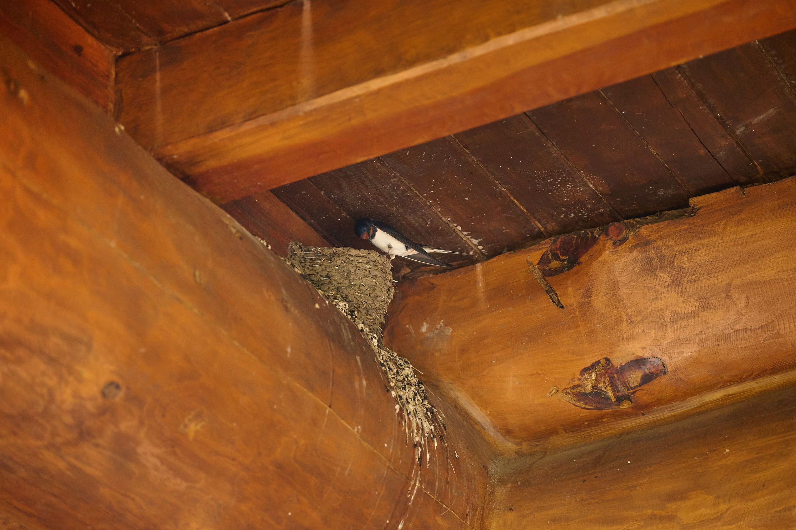 Altay Resort. Фотограф Опыт Качество Скорость Горный Алтай Барнаул