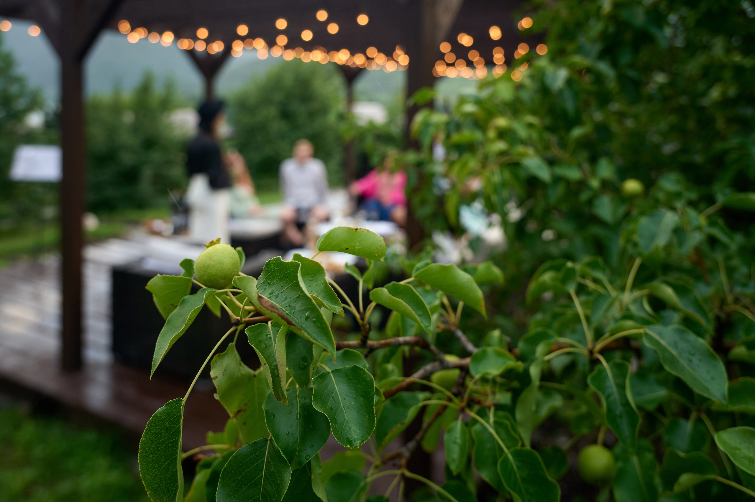 Altay Chalet винный вечер. Фотограф Опыт Качество Скорость Горный Алтай Барнаул
