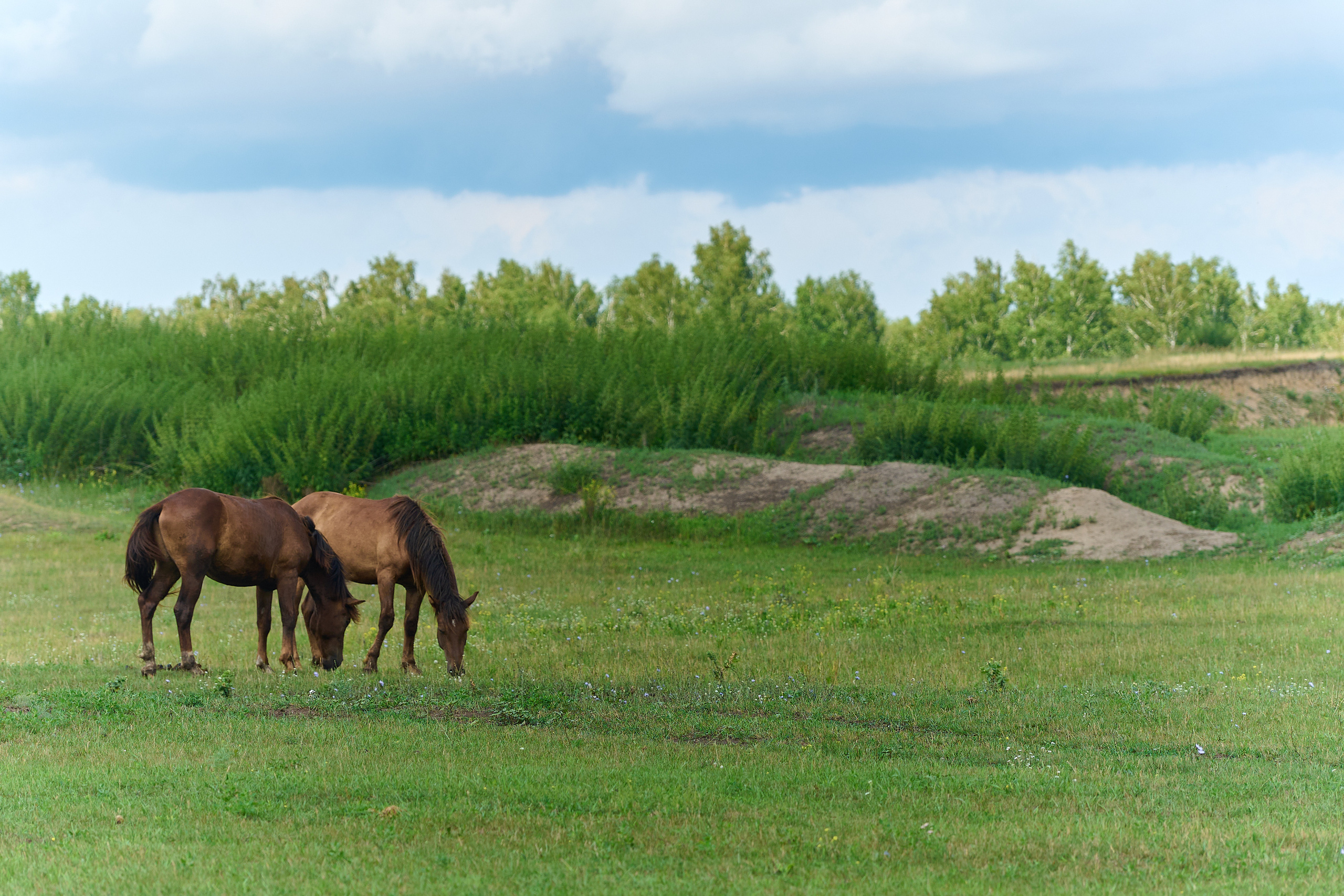 Стройотряды. Первый слёт ветеранов. Фотограф Опыт Качество Скорость Горный Алтай Барнаул