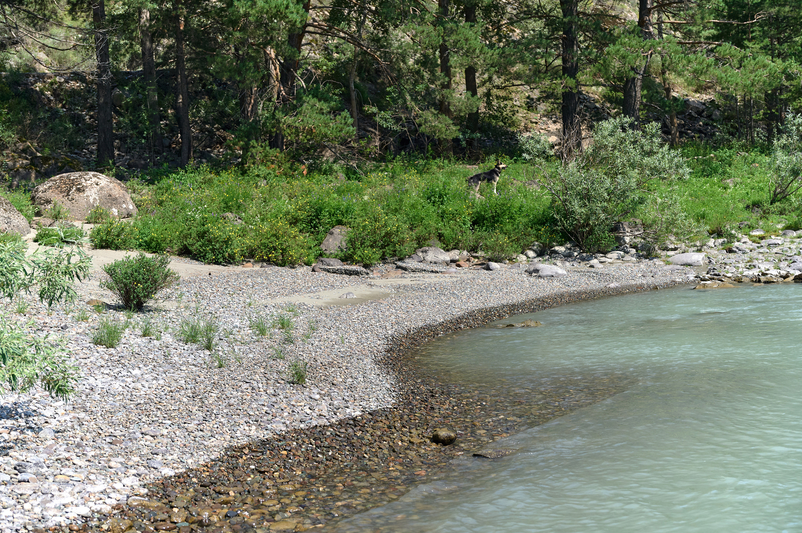 ДРПЗ 10 лет. Фотограф Опыт Качество Скорость Горный Алтай Барнаул